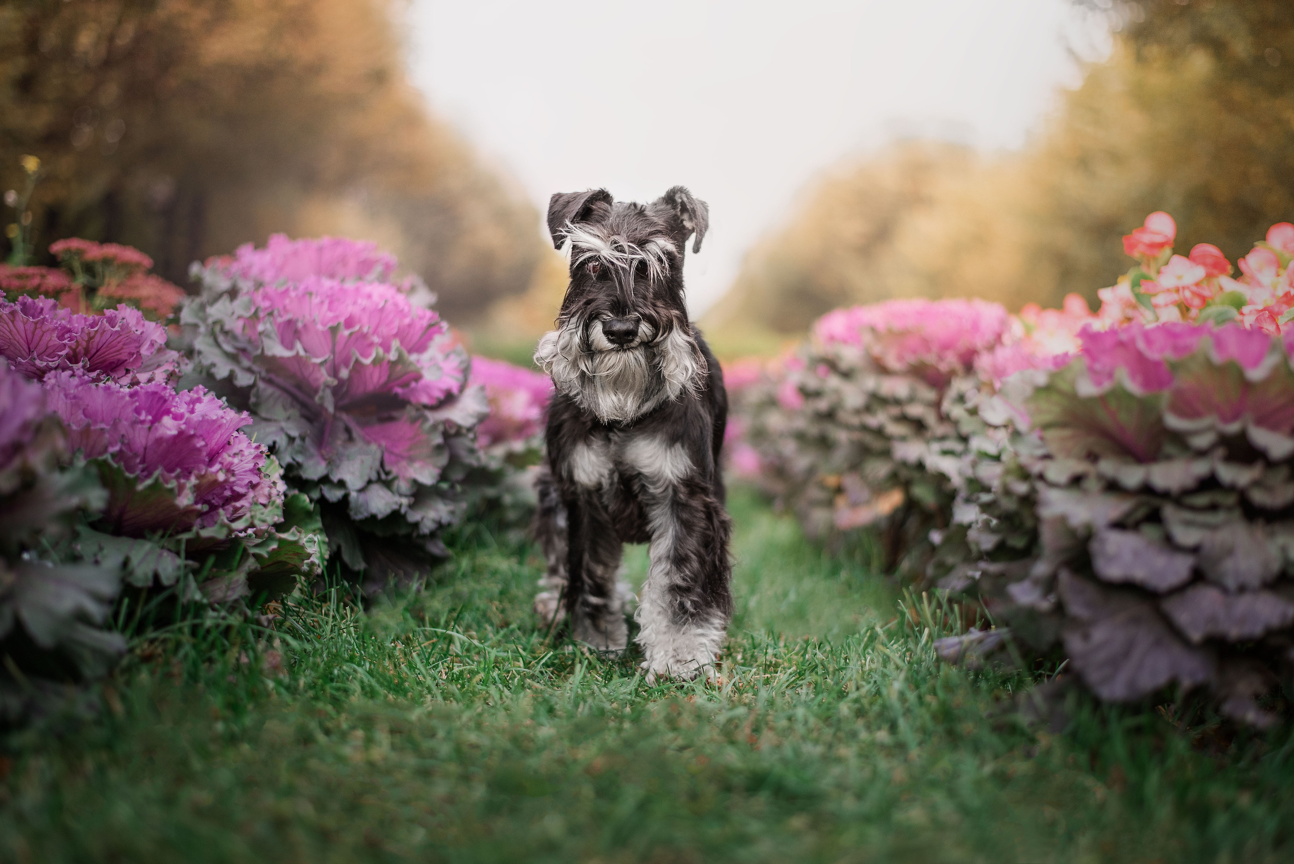 Екатерина и цвергшнауцер Феликс (Москва, 2020). Анна Пушина, фотограф, Москва, Королев, Пушкино