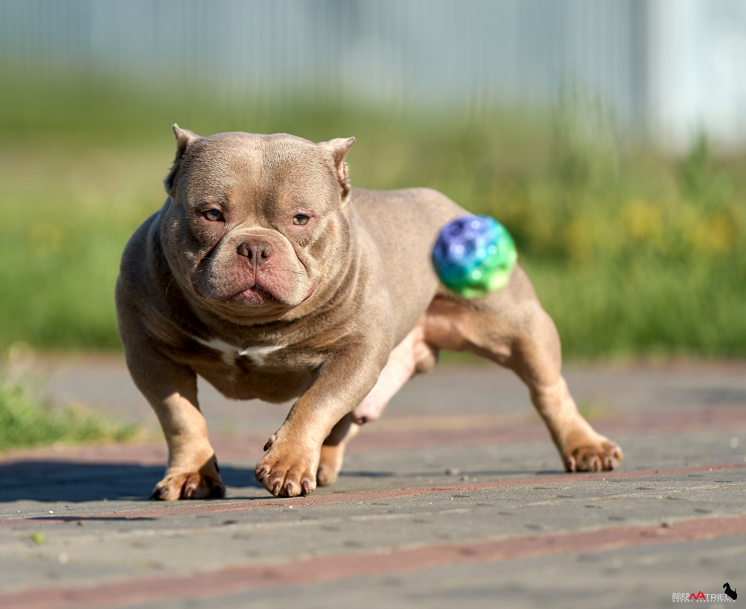 Съемка собак породы булли на природе