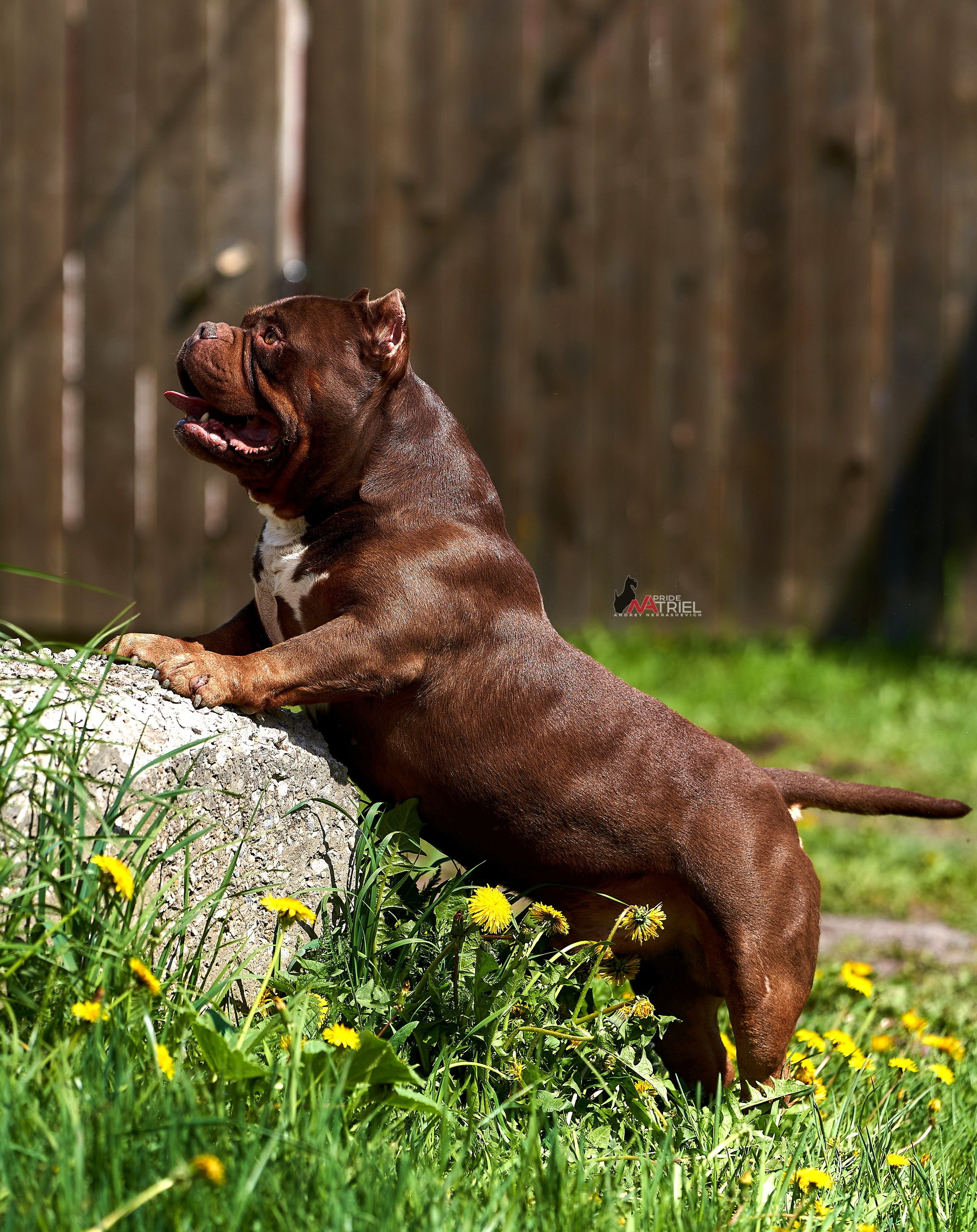 Портреты собак — галерея NATRIEL