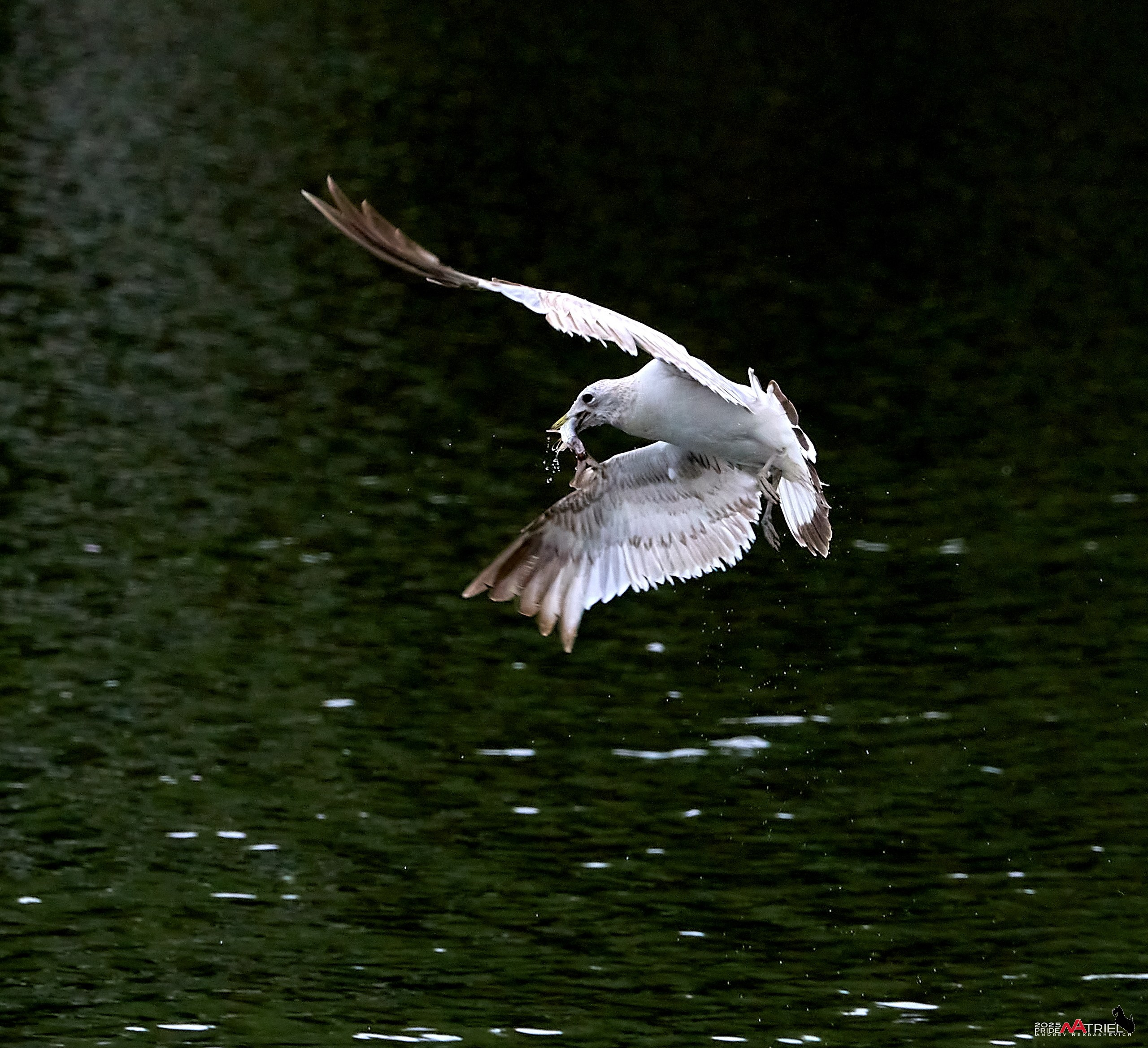 Съемка в парке на воде