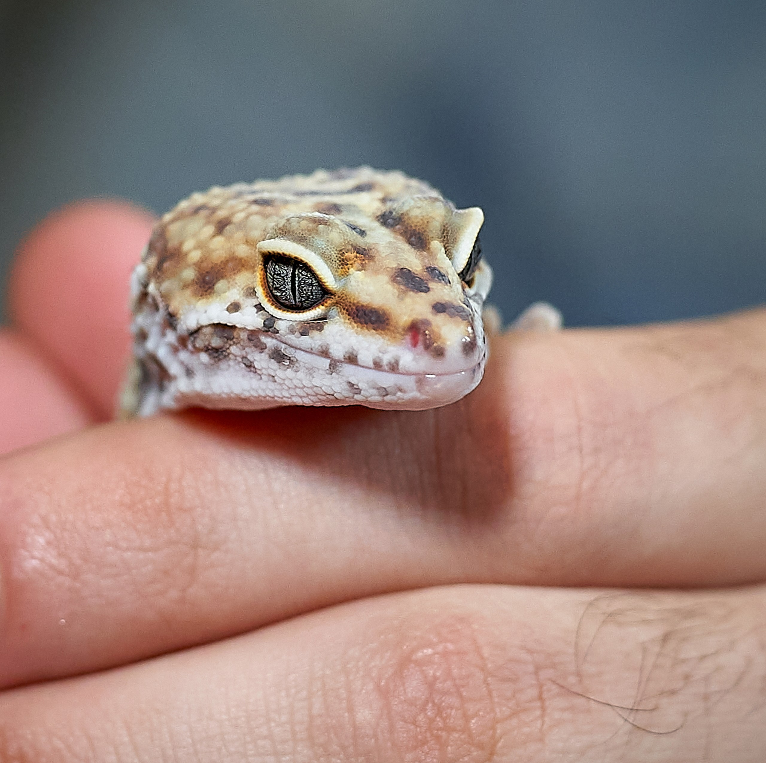 Рептилии — галерея NATRIEL