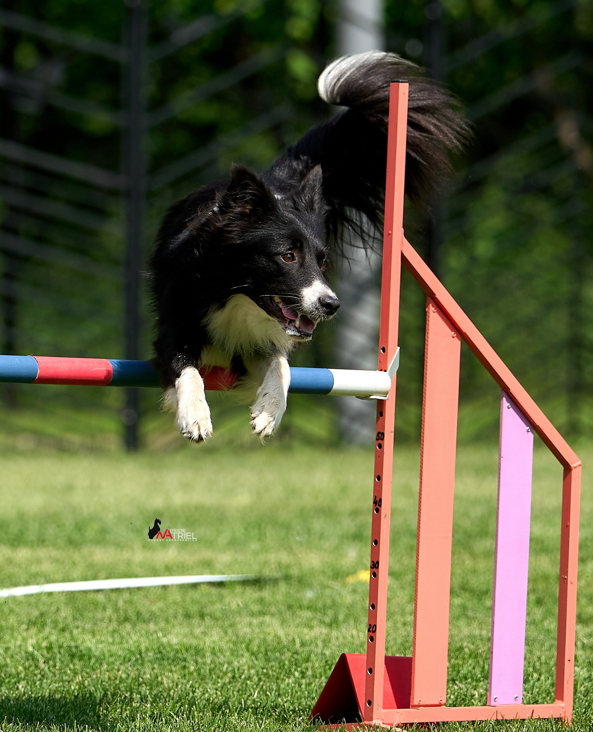 Аджилити — галерея NATRIEL