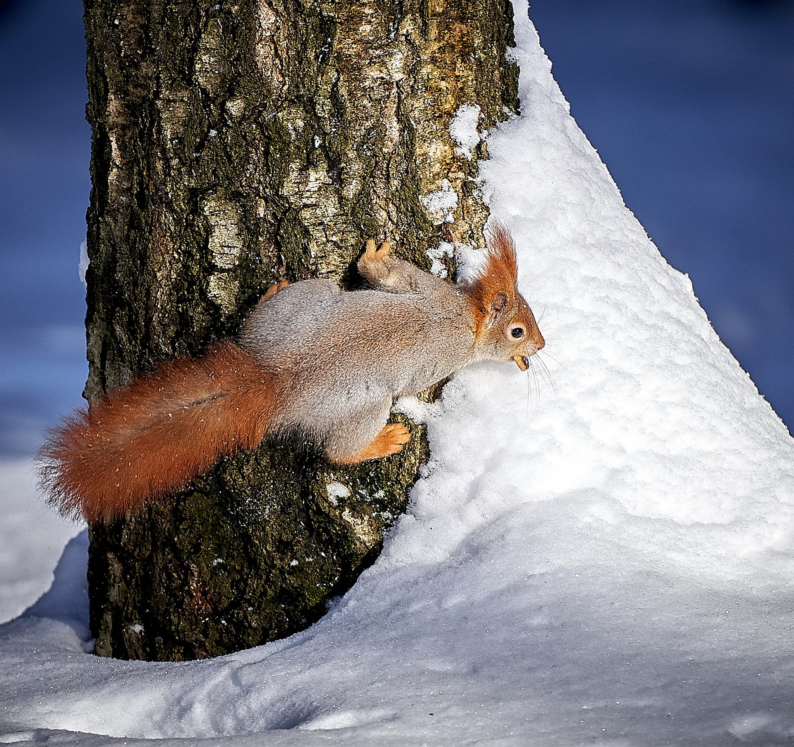 Животные — галерея NATRIEL