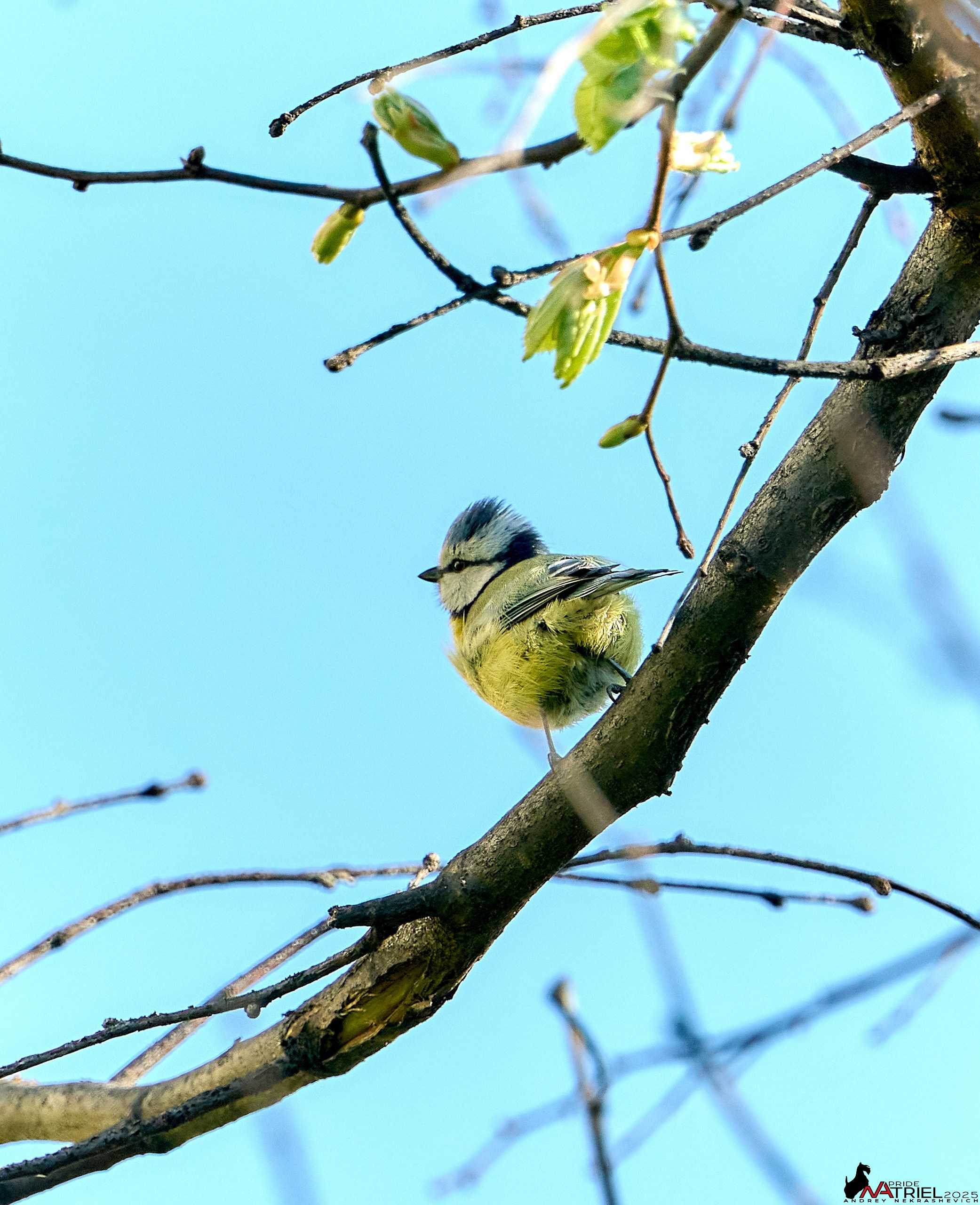 Природа в апреле. Всё в цветении!
