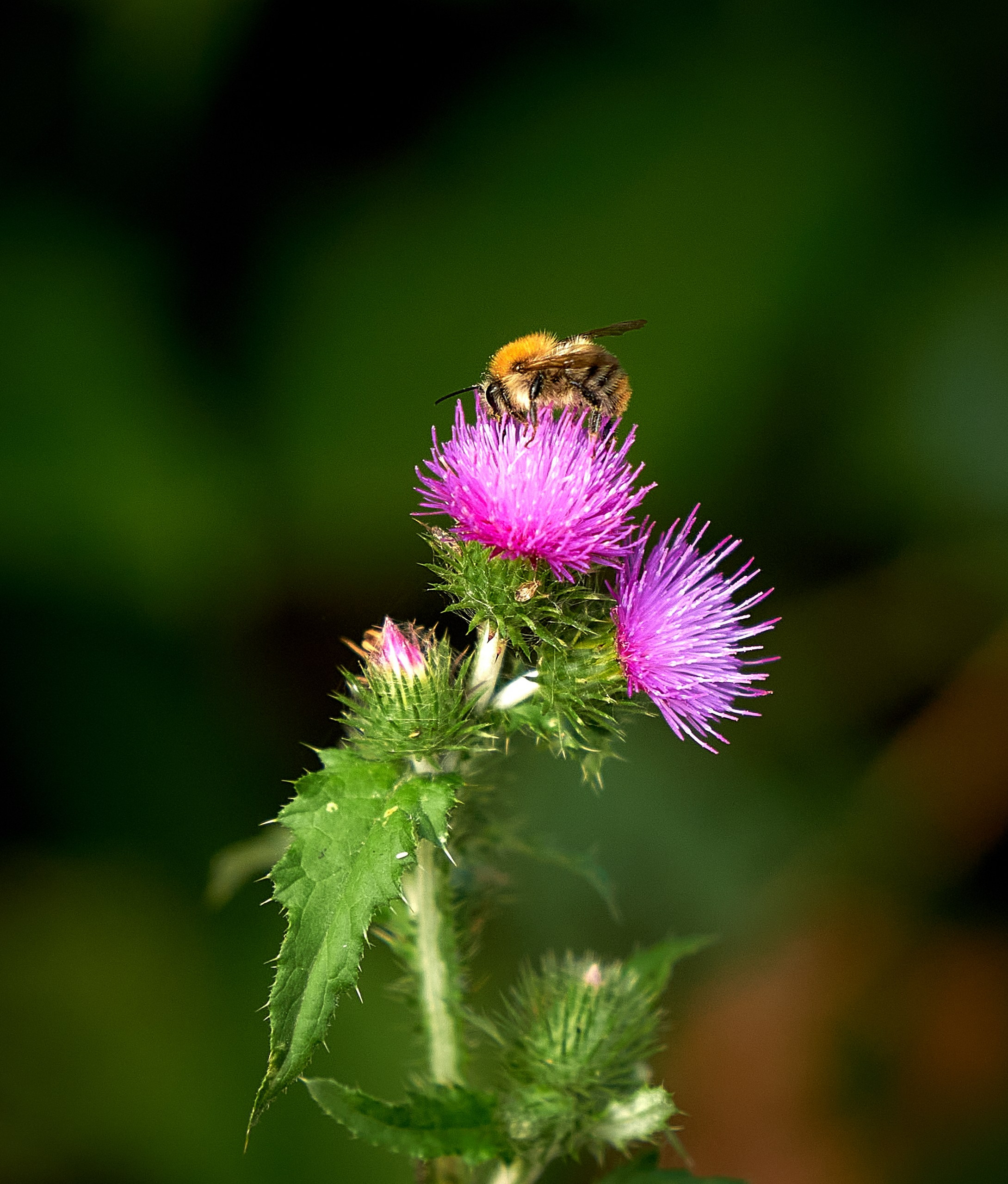 Макро-фото — галерея NATRIEL