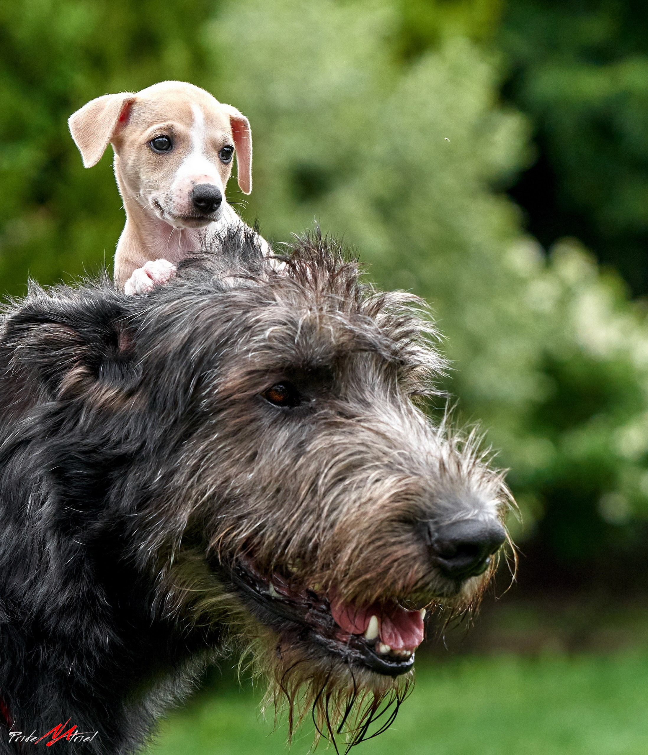 Портреты собак — галерея NATRIEL