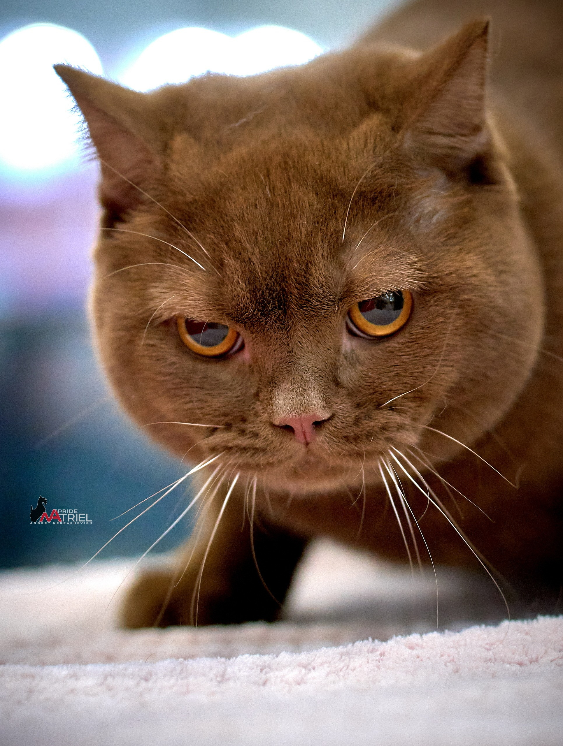 Кошки на выставках — галерея NATRIEL