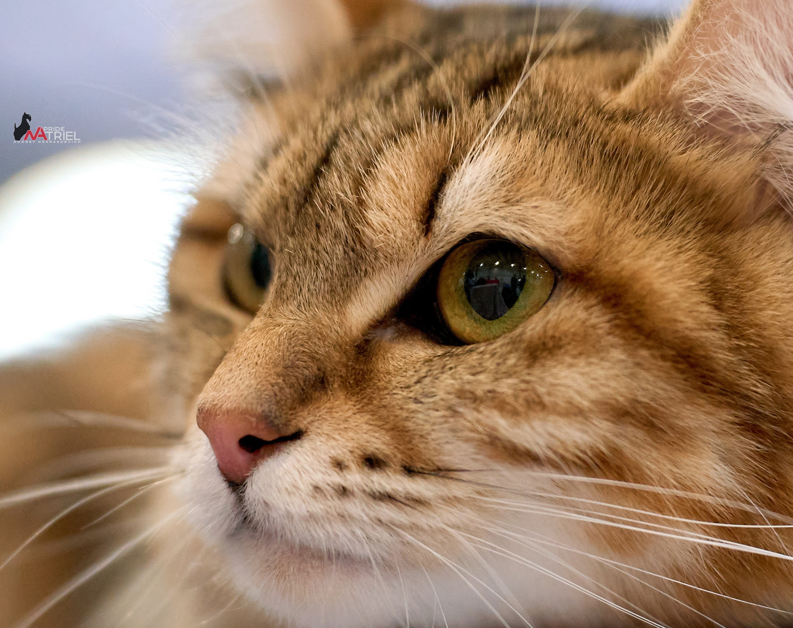 Кошки на выставках — галерея NATRIEL