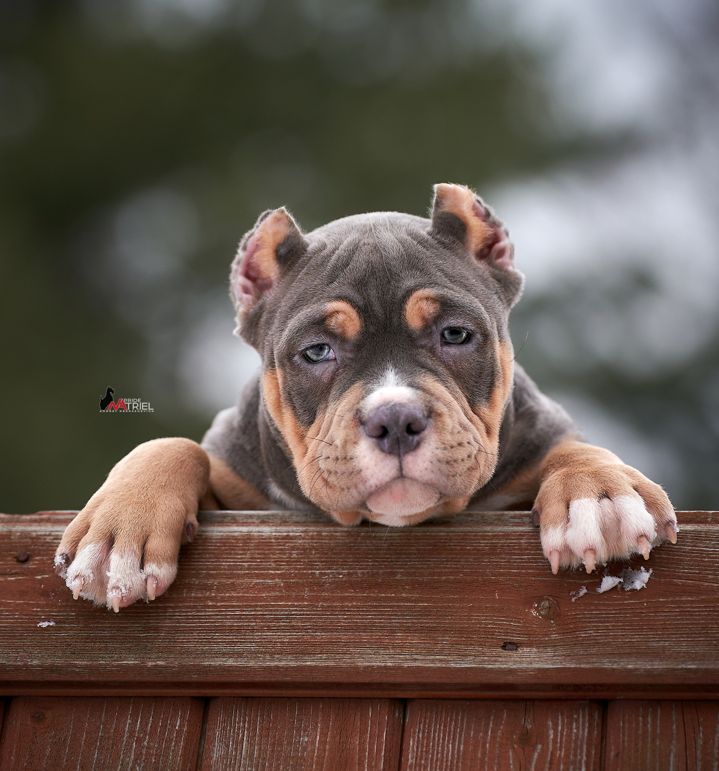 Щенки на прогулке — галерея NATRIEL