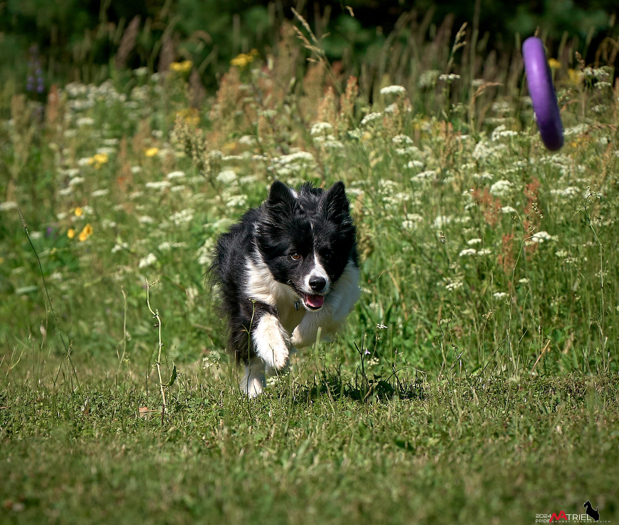Репортаж из кинологического лагеря