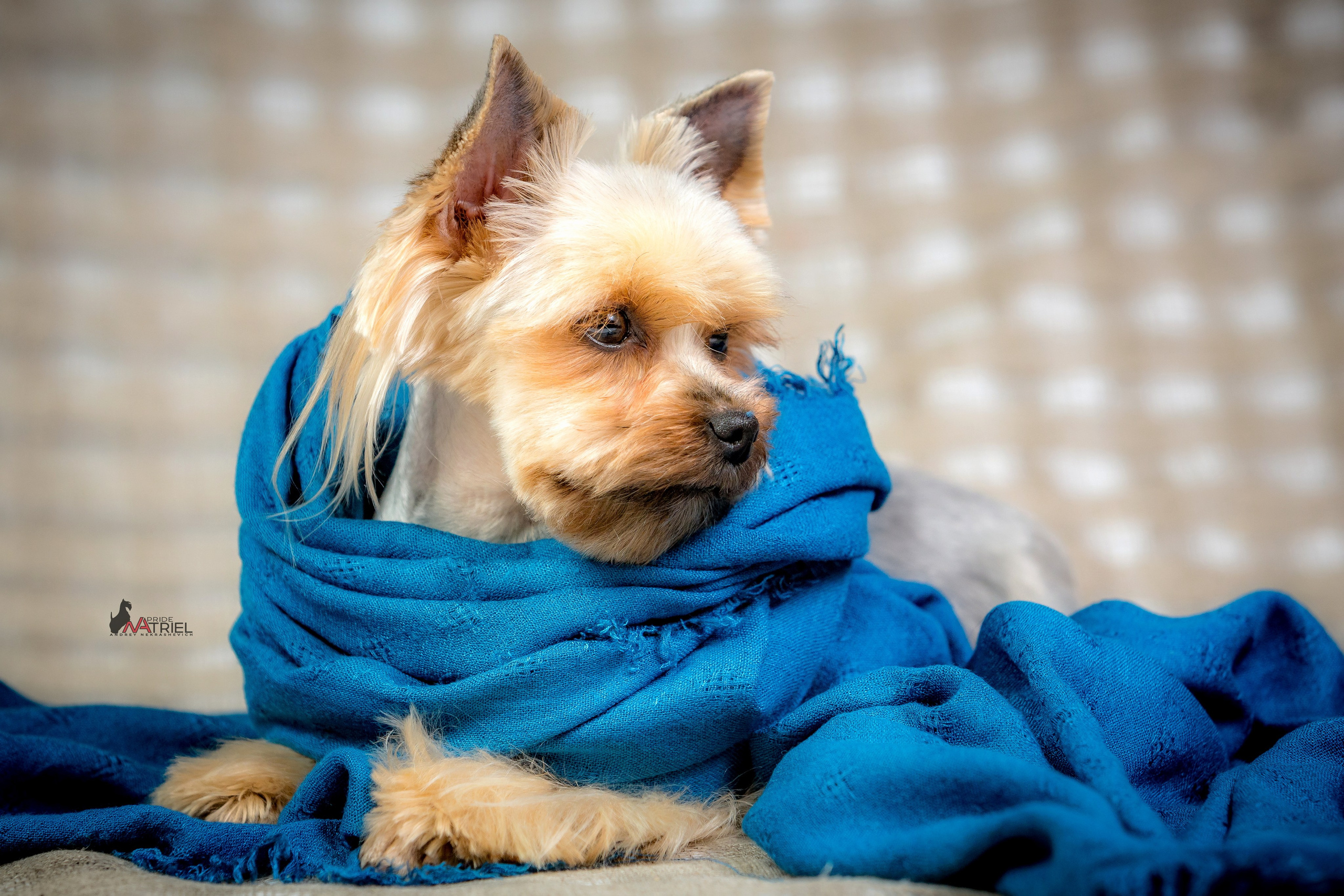 Йоркширский терьер Циля