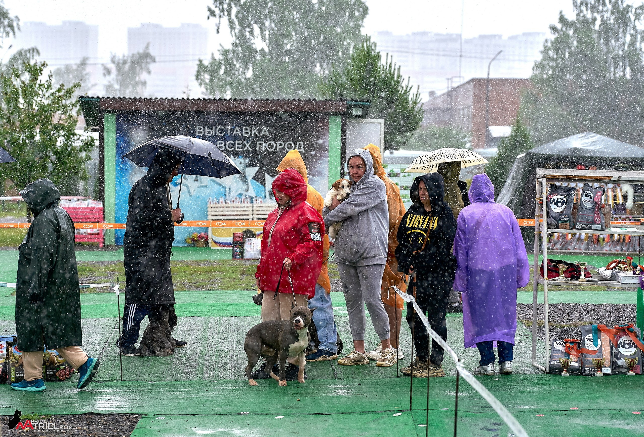 Репортаж с выставки собак
