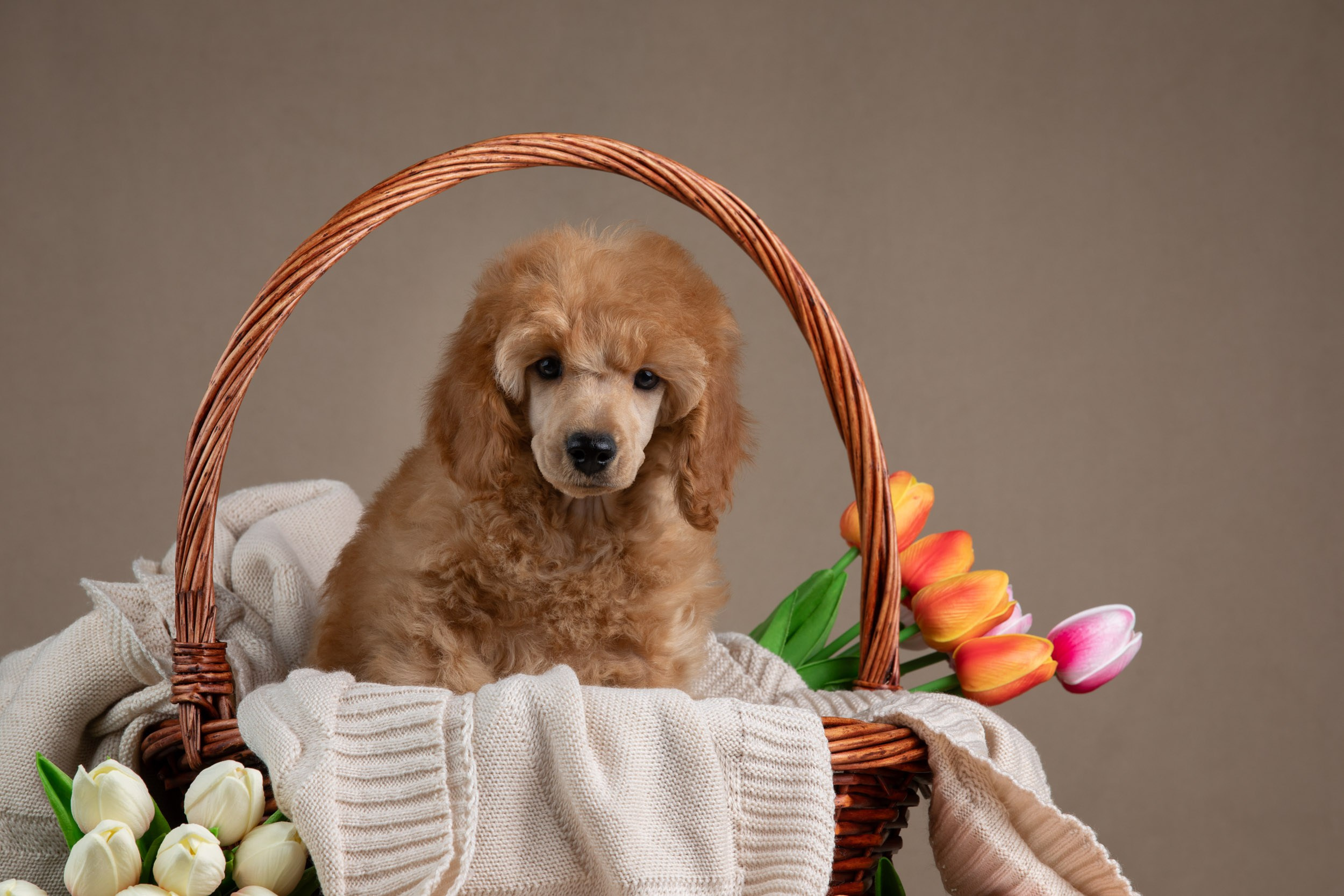 Фотосессия для щенков пуделя с выездом в Щербинку. Фотограф-анималист в Москве и Московской области Татьяна Фролова
