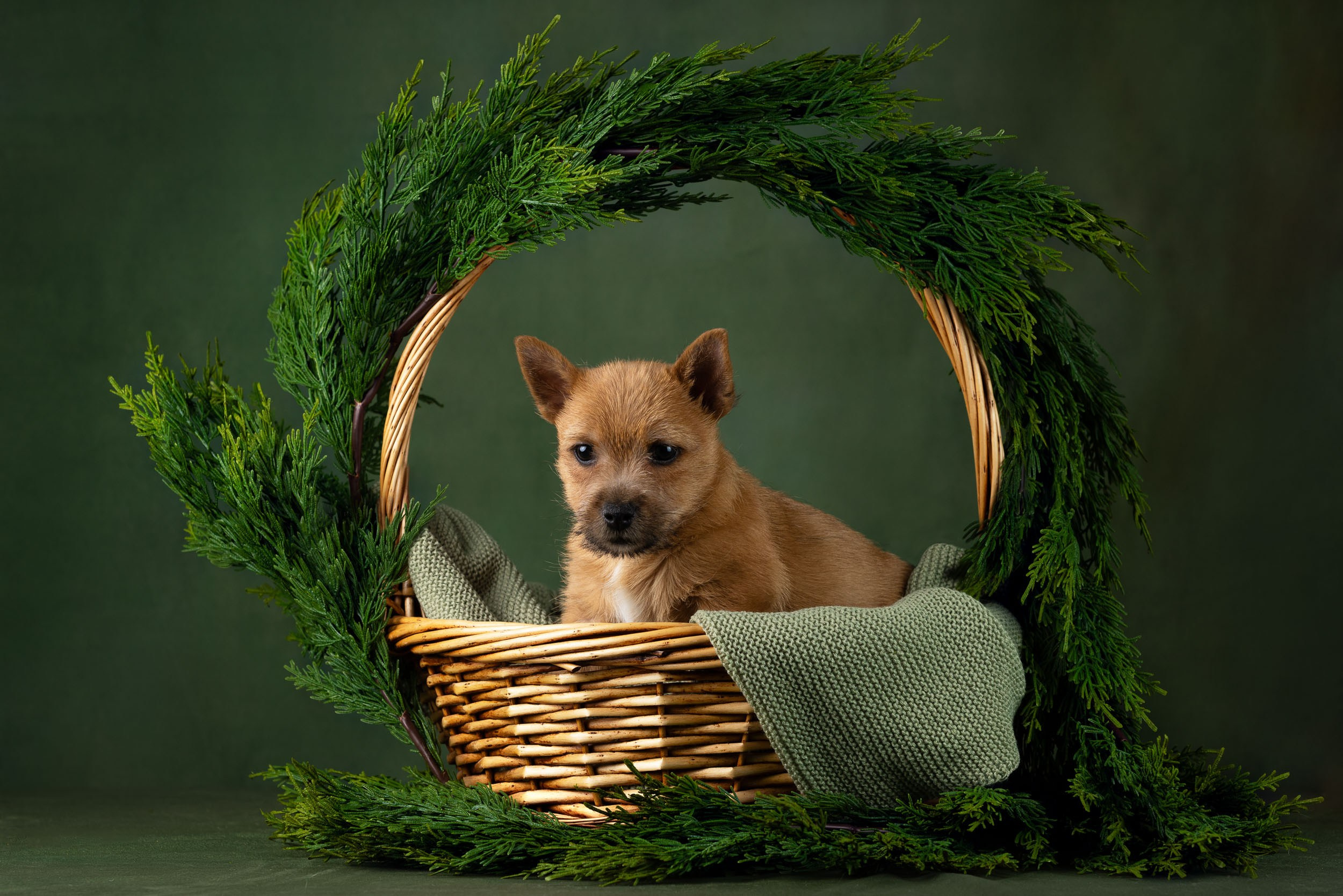 Фотосъемка щенков норвич-терьера в питомнике Москва и область. Фотограф-анималист в Москве и Московской области Татьяна Фролова