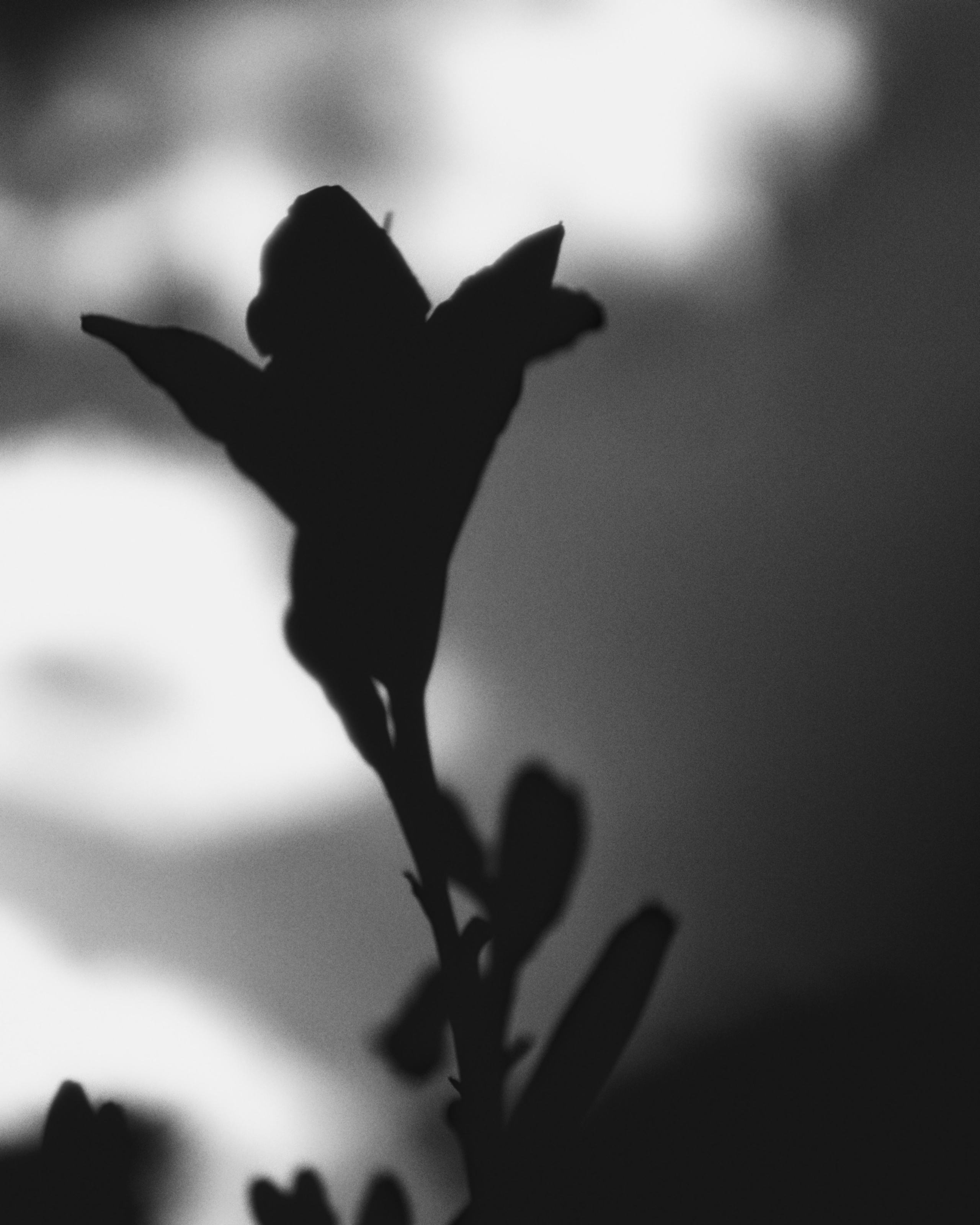 Портретная фотосессия в азиатском стиле