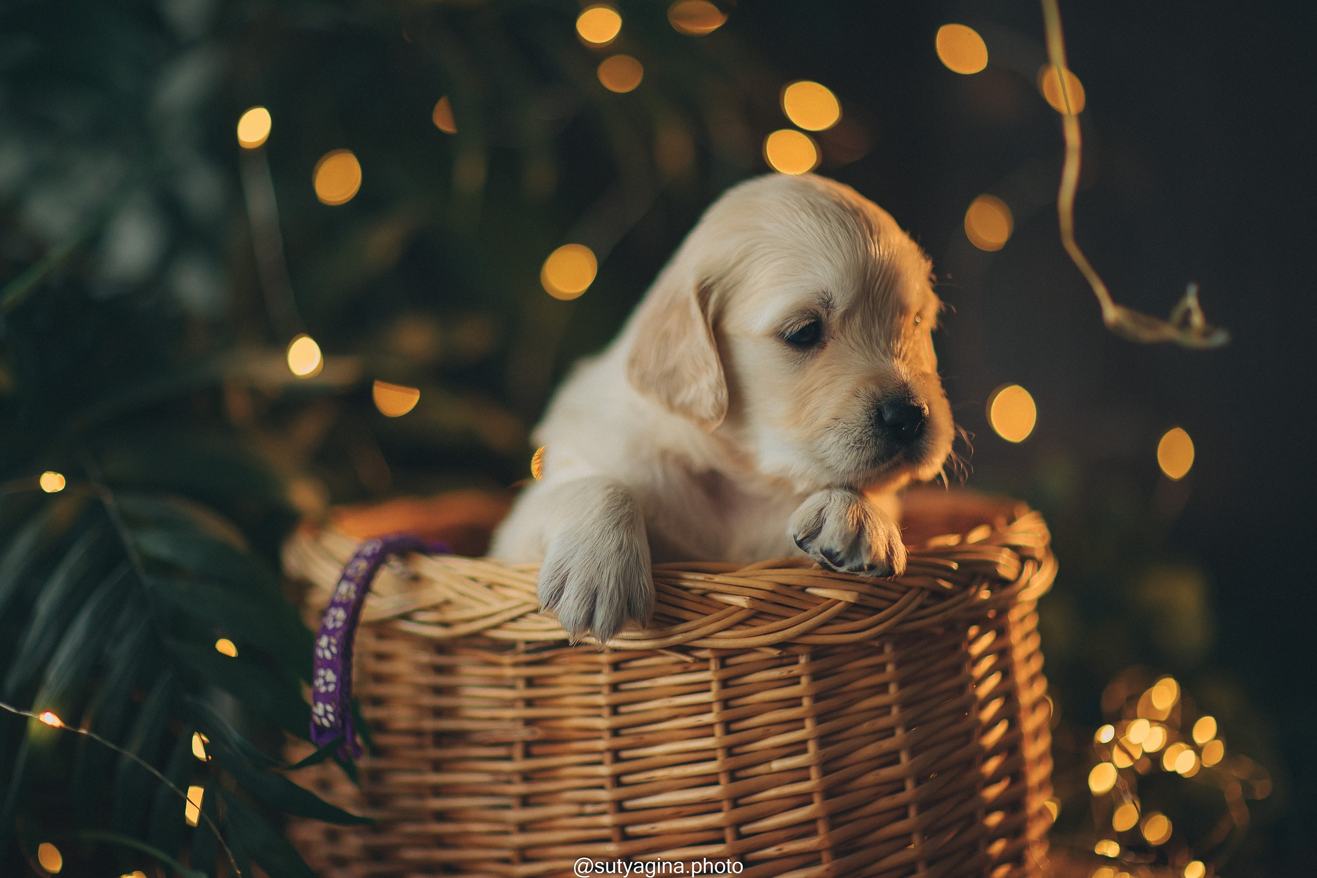Фиолетовая лента. Свадебный и женский фотограф