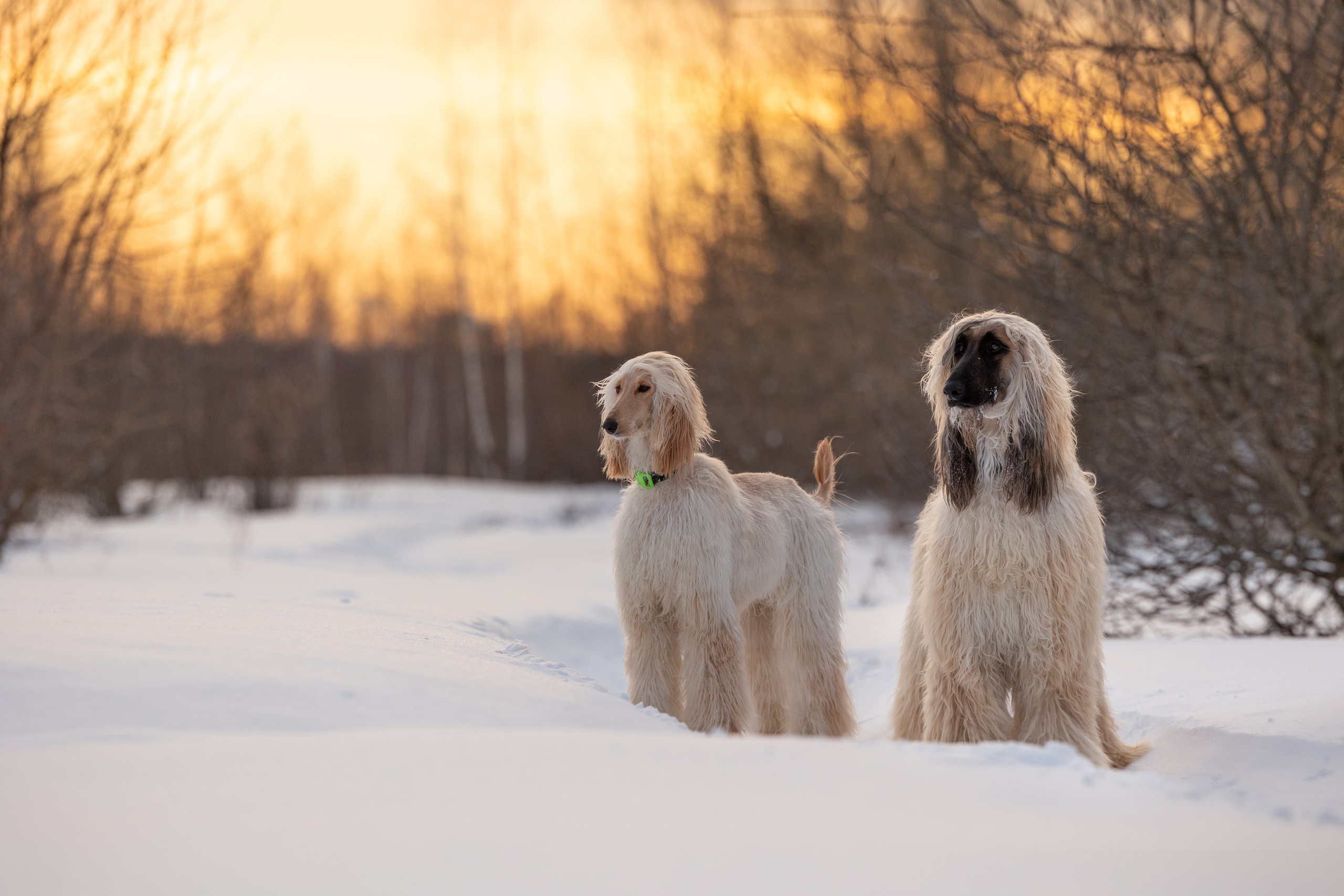 Игры афганов в снегу. Фотограф-анималист Natalia Deingel | Фотосъемка собак в Москве