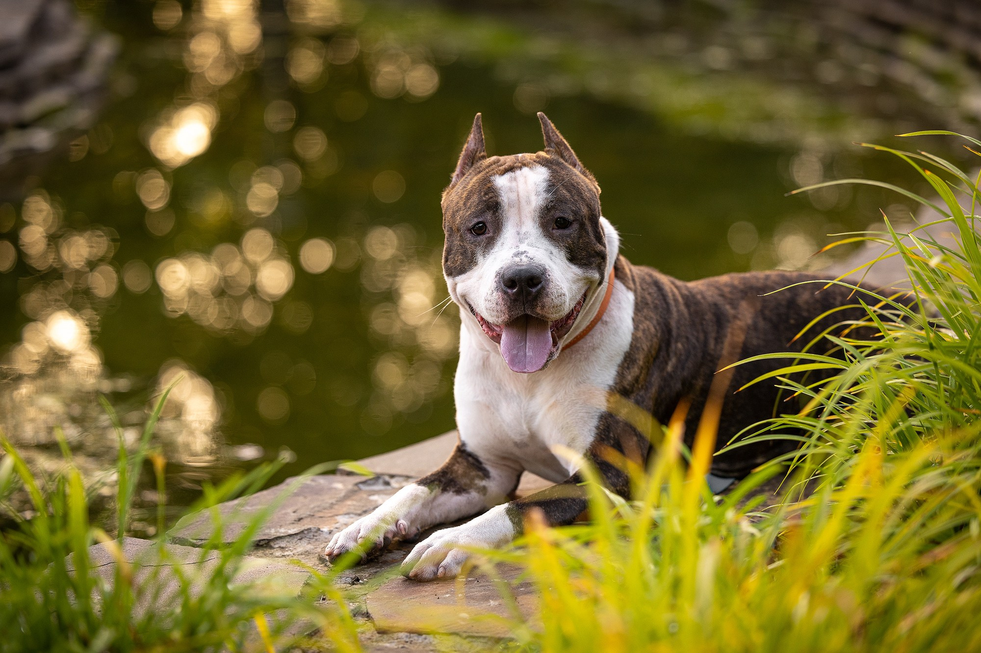Амстафф Честер и его семья. Фотограф-анималист Natalia Deingel | Фотосъемка собак в Москве