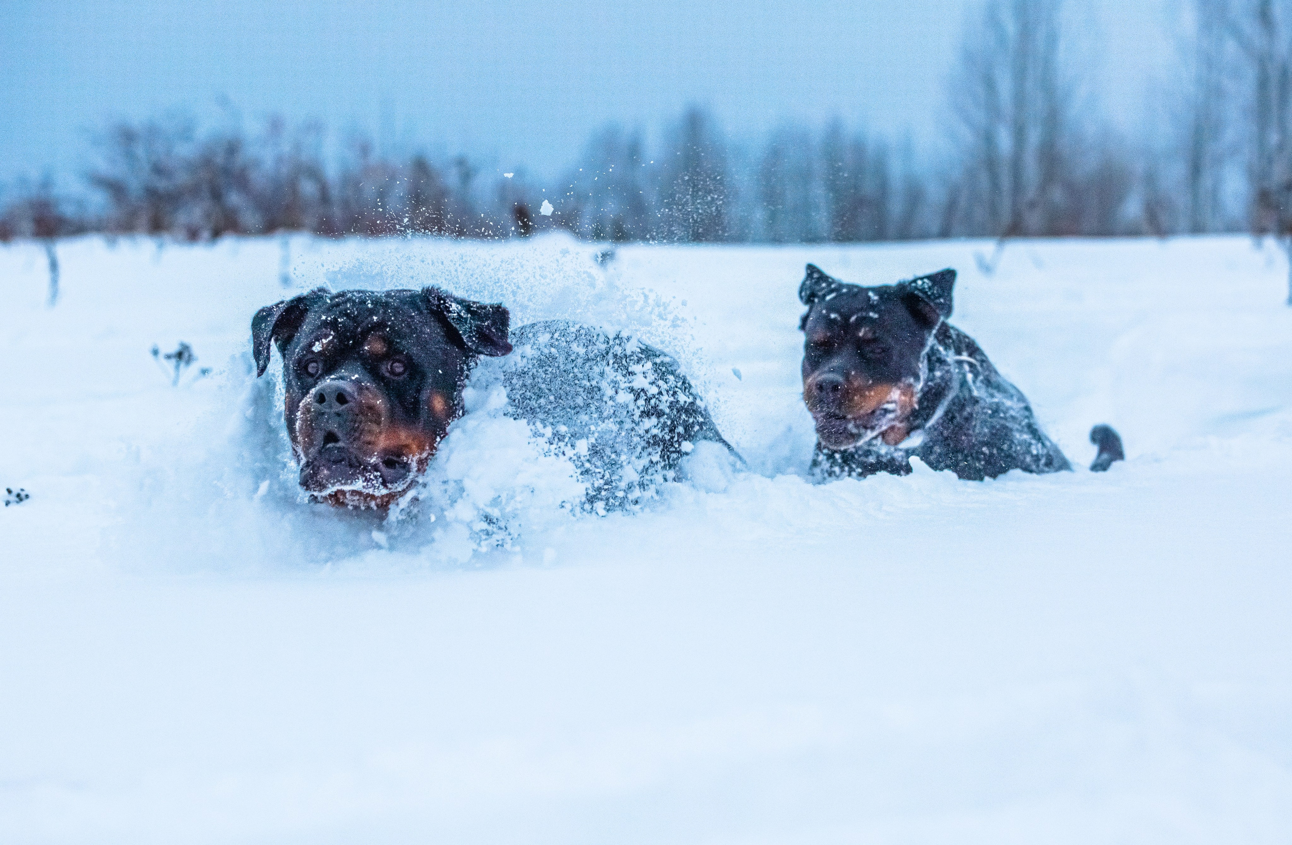 Животные. Авторские туры с профессиональным фотографом