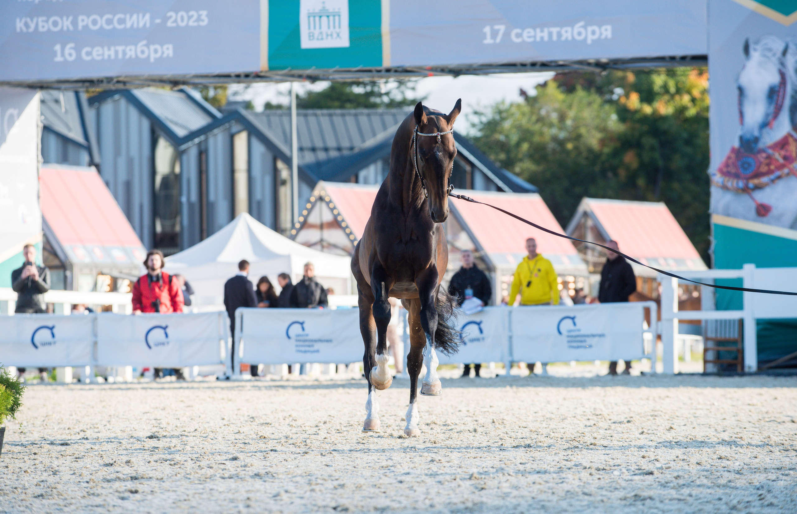 Приз. Продажа ахалтекинских и полукровных лошадей