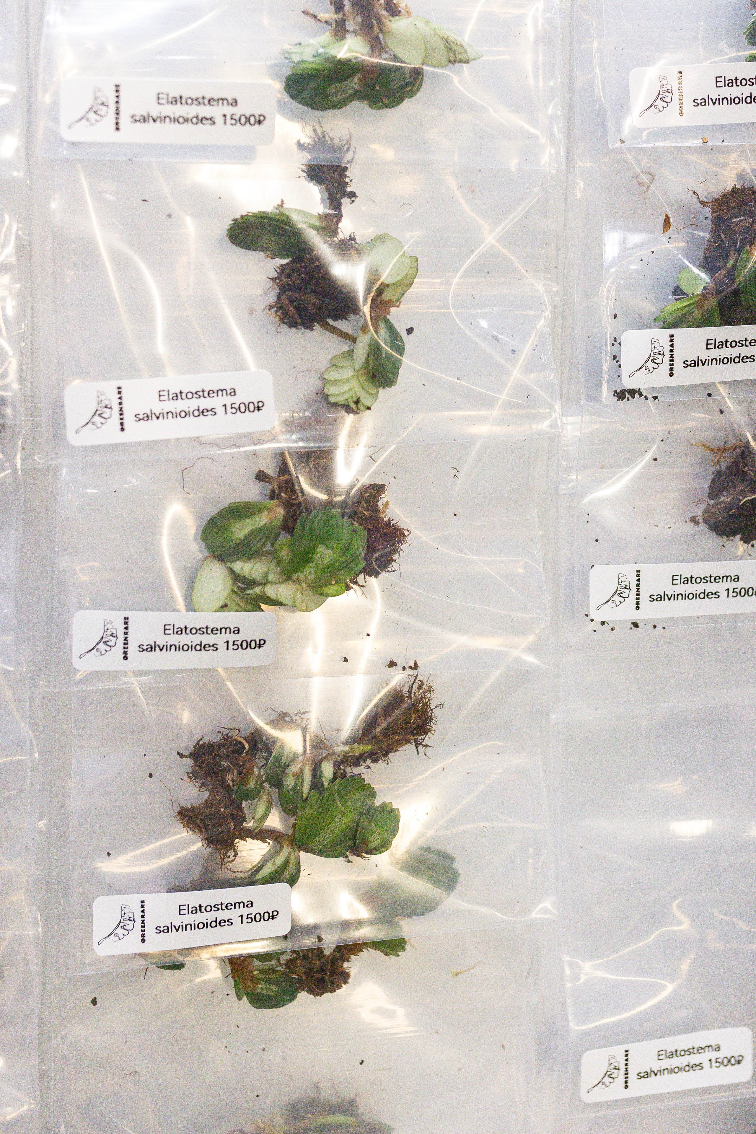 Монстериум 11–12 октября. Александра Куликова фотограф, Москва