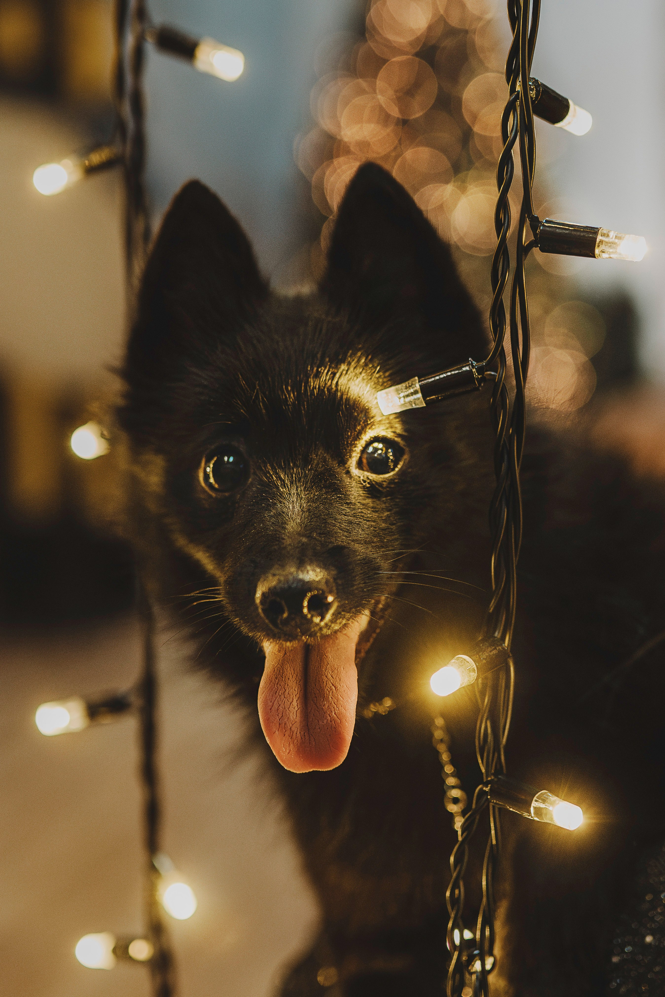 Аня, Андуин и Тесс. Фотограф анималист в Спб недорого Олеся Майорова