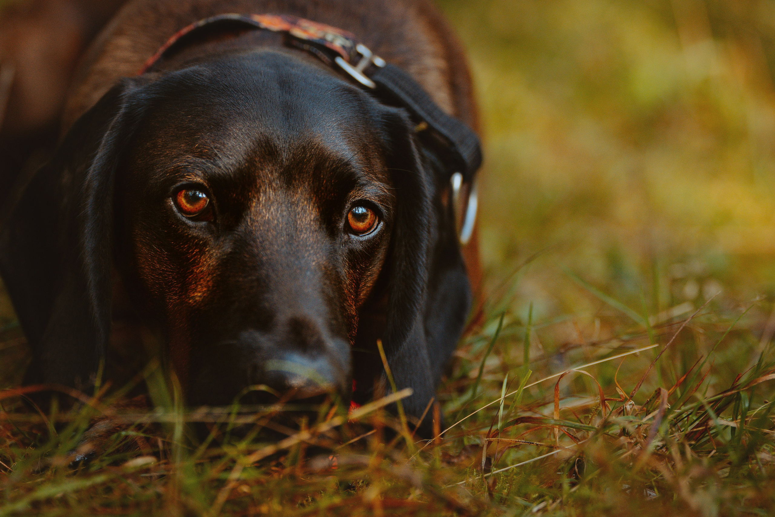 Ольга, Рора и Румпель. Фотограф анималист в Спб недорого Олеся Майорова