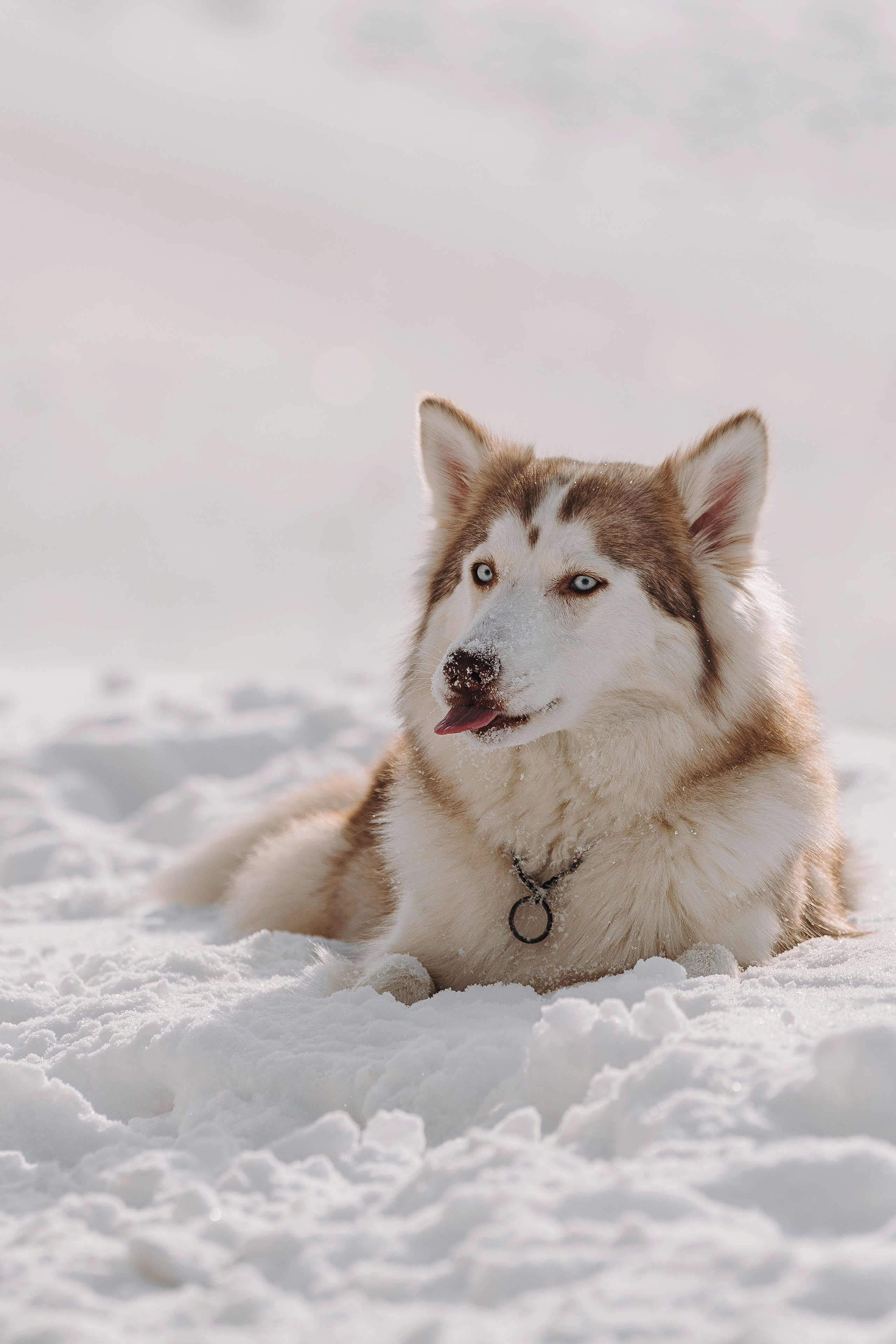 Мария и Амелия. Фотограф анималист в Спб недорого Олеся Майорова