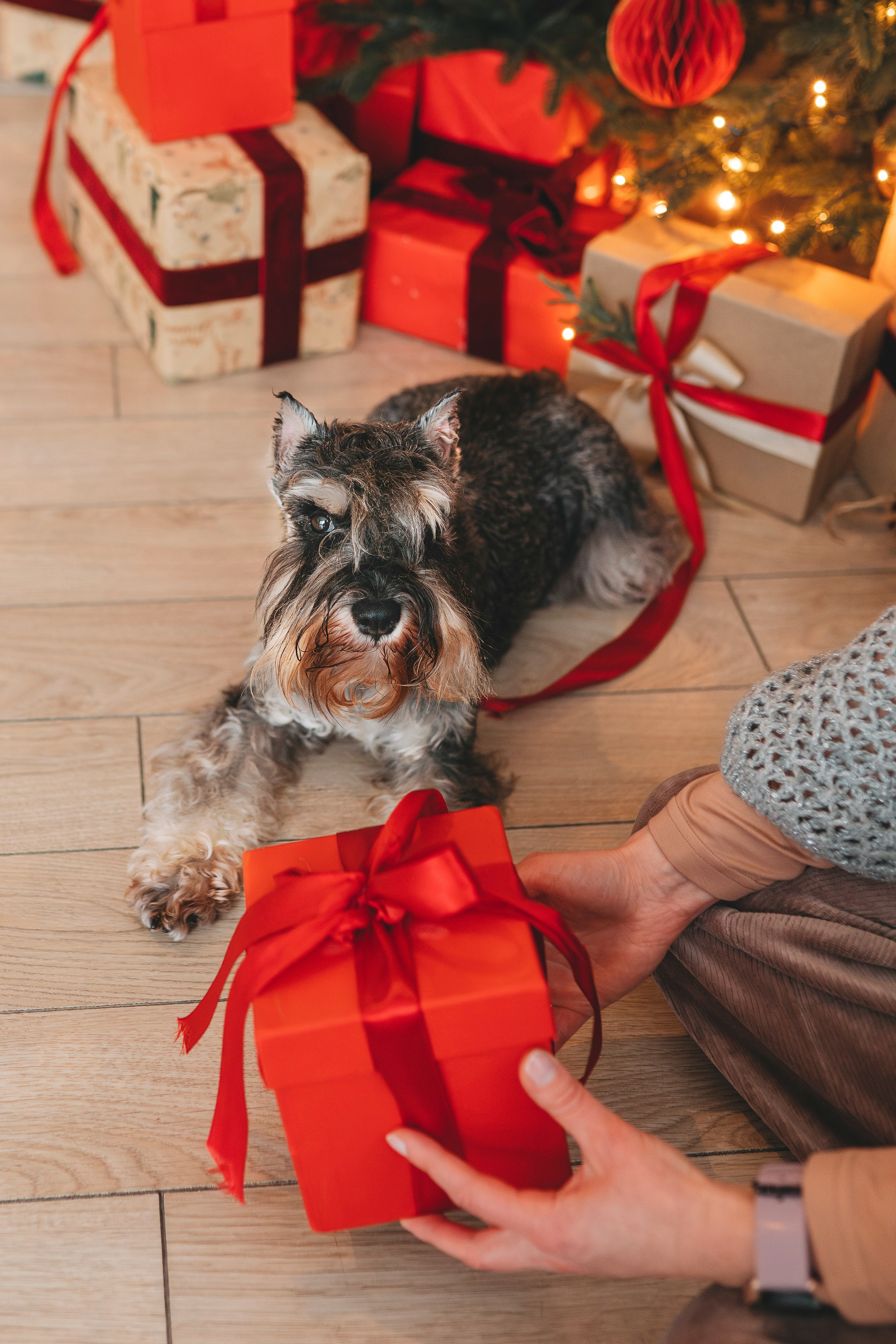 Ольга и Сатори. Фотограф анималист в Спб недорого Олеся Майорова