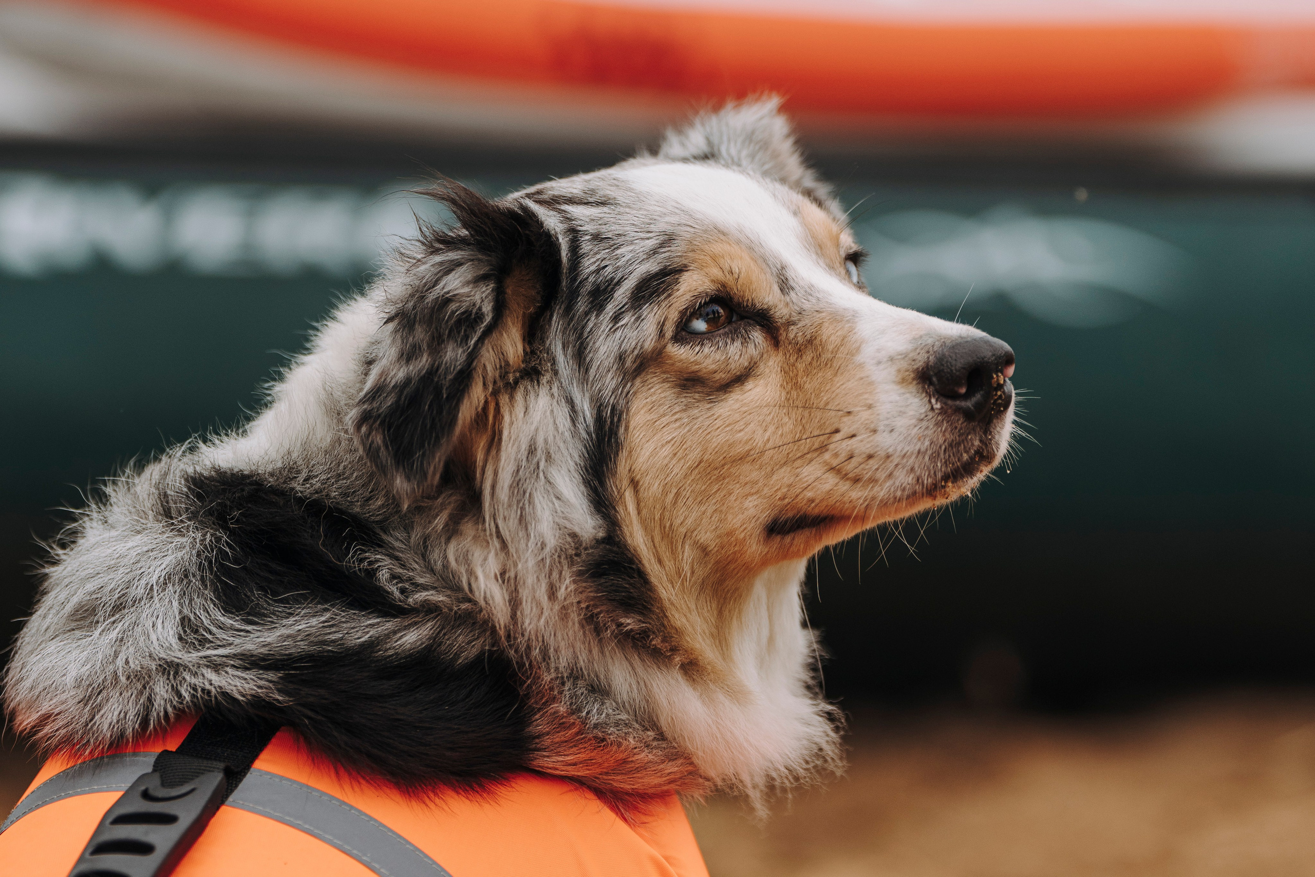 Катание на сапах с собаками. Фотограф анималист в Спб недорого Олеся Майорова