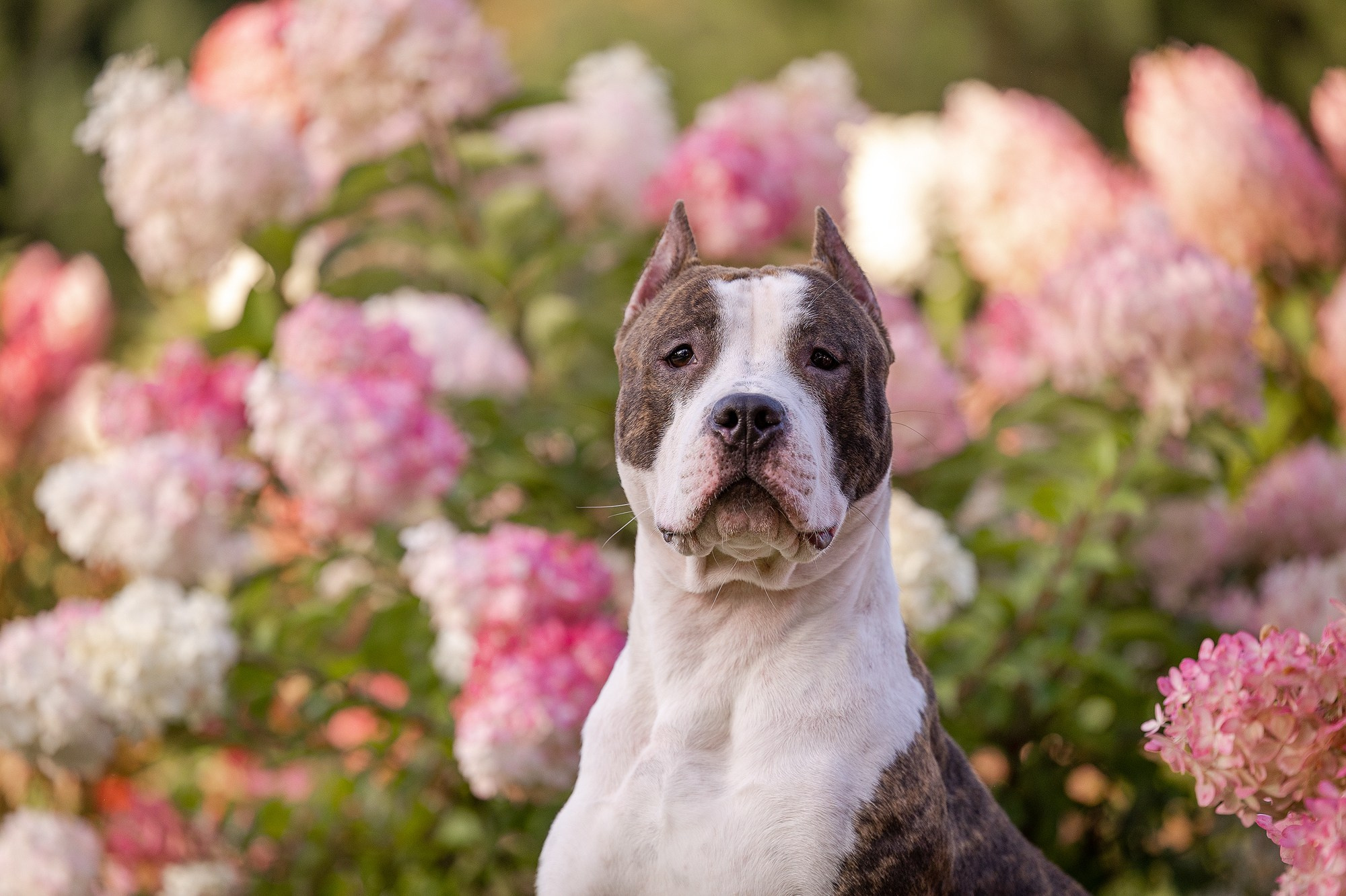 Амстафф Честер и его семья. Фотограф-анималист Natalia Deingel | Фотосъемка собак в Москве