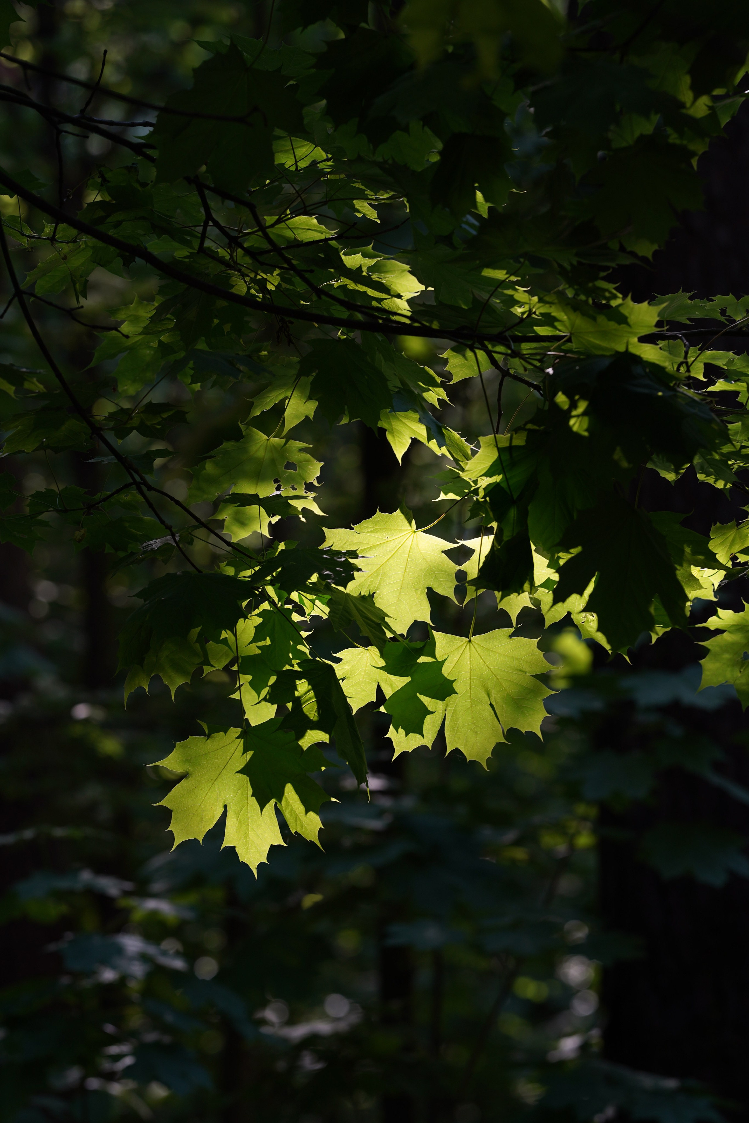 Природа. Фотограф в Москве Мария ~Zagagul~