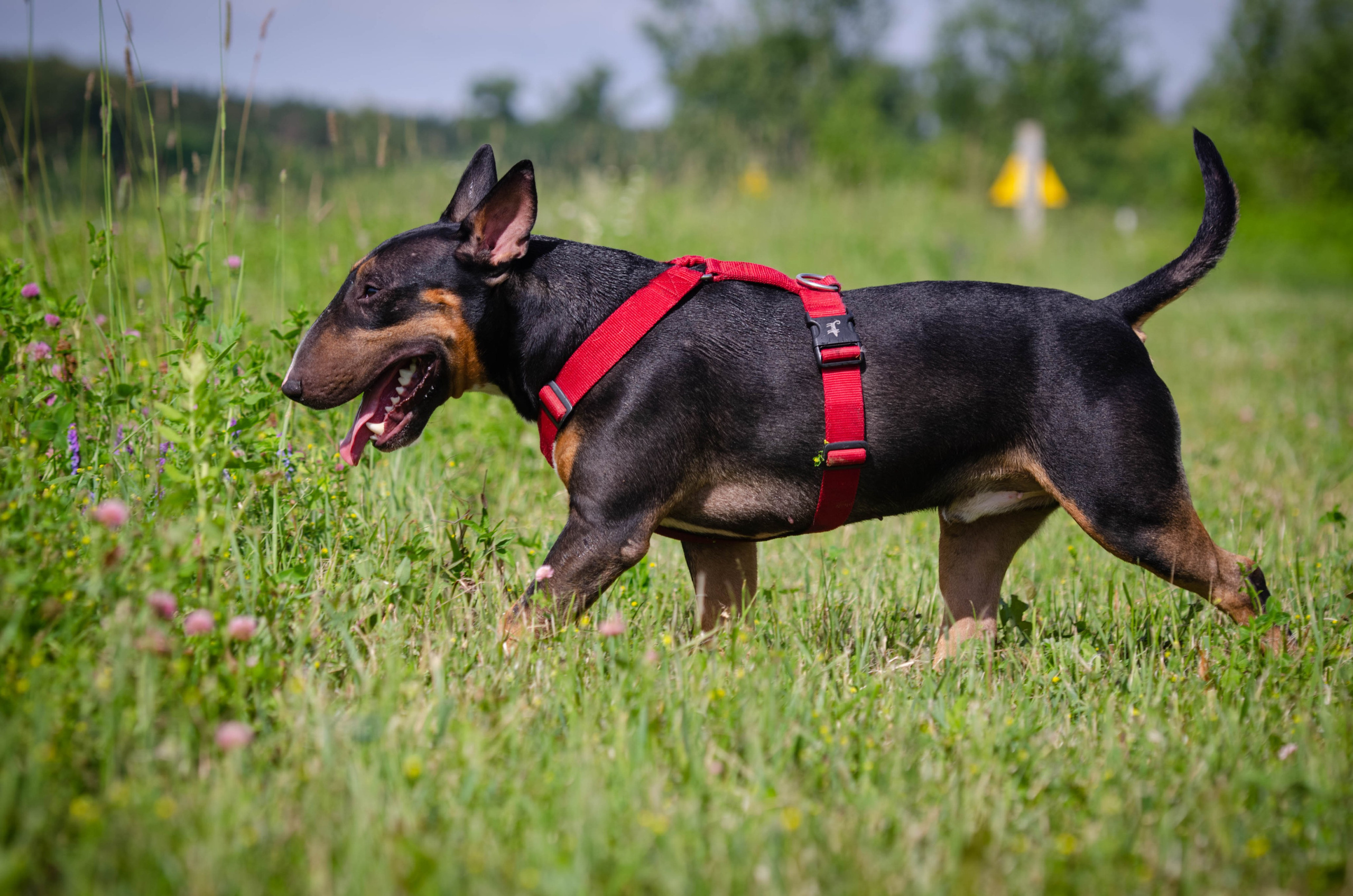 Прогулка (Лохин остров). Фотограф Светлана Блинова, Москва и Московская область