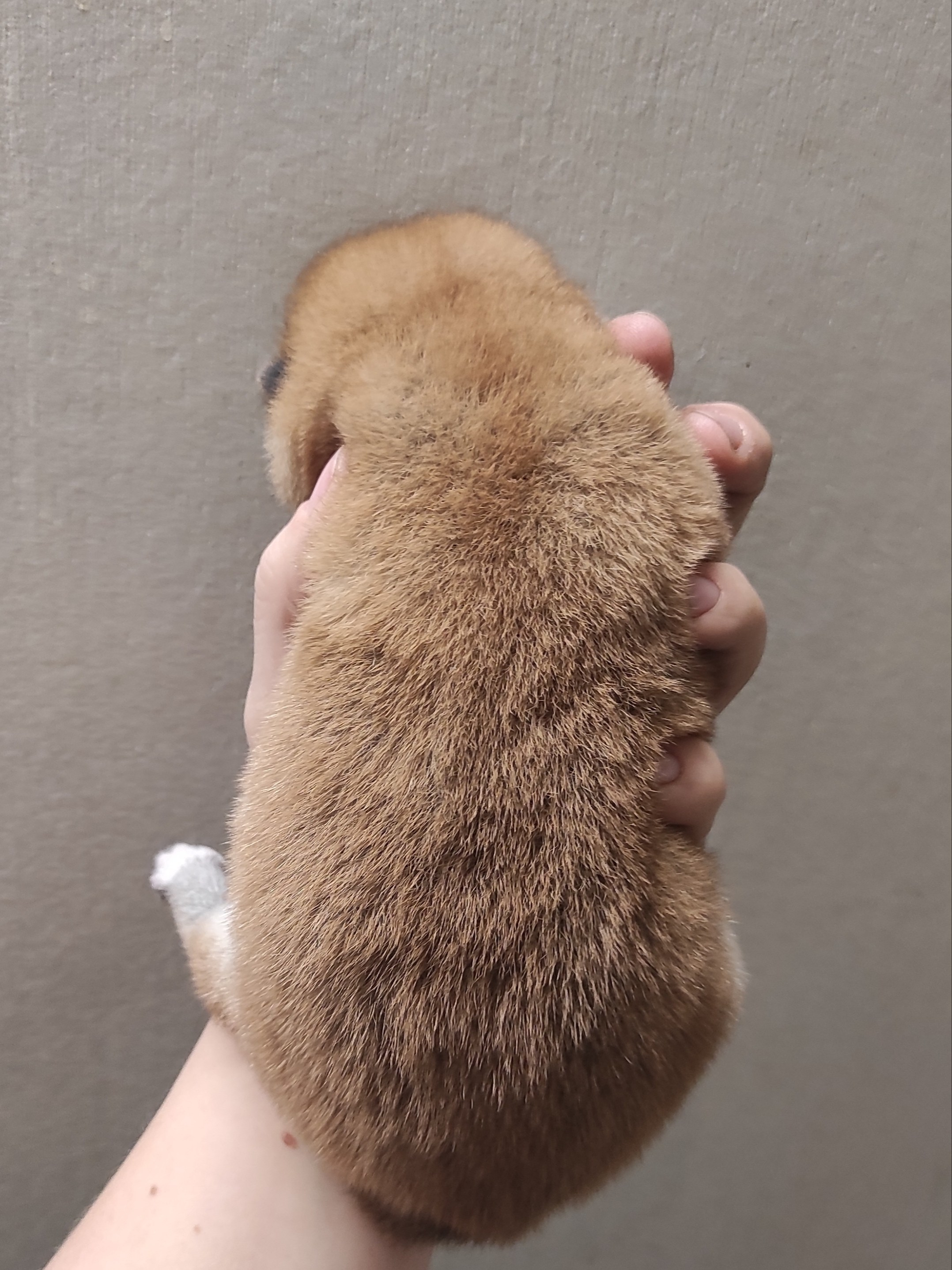 сиба питомник Рубилайт щенки на продажу rubylight  сиба щенки купить СПб Санкт-Петербург 