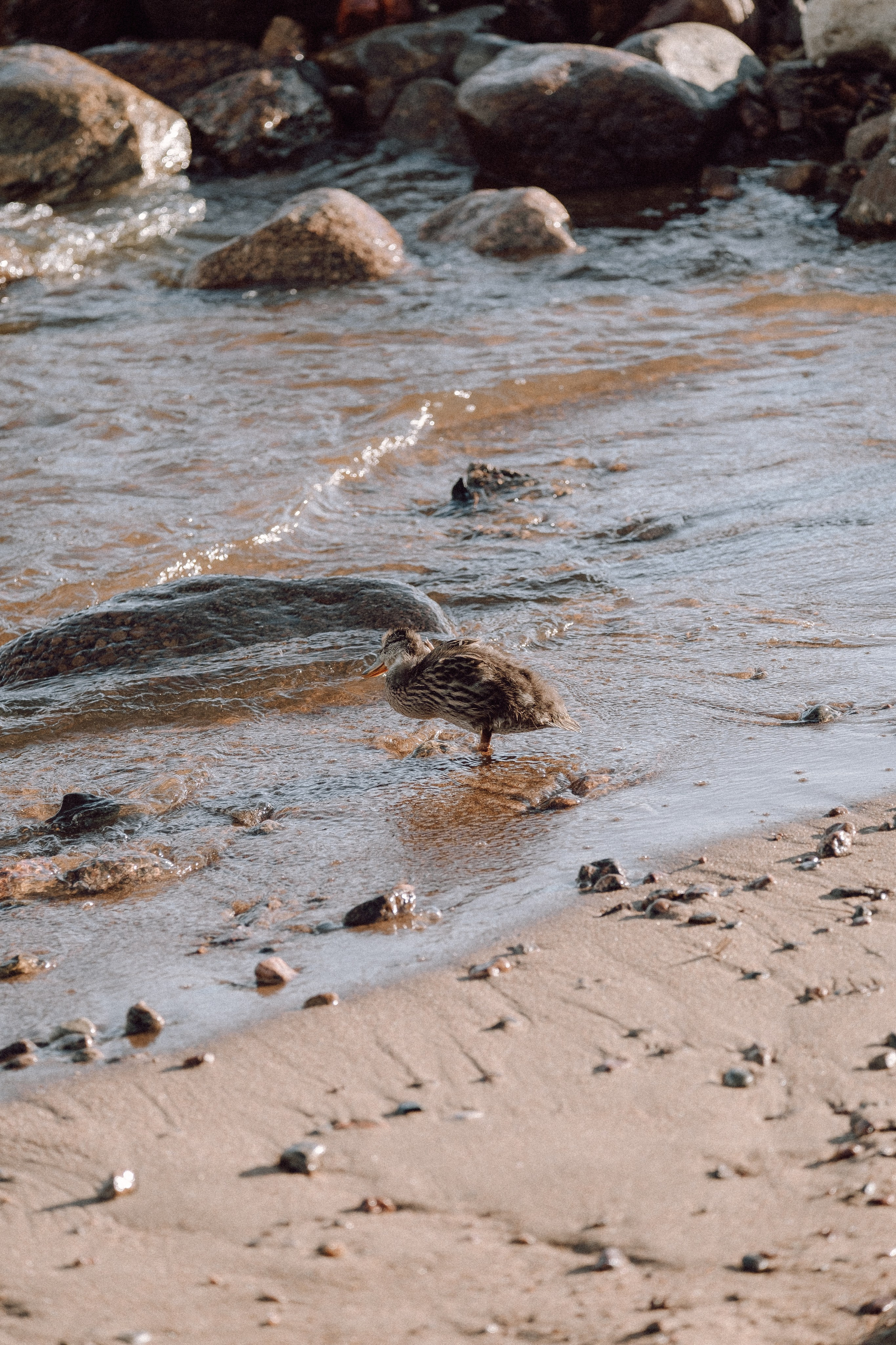 ПРОГУЛКА НА БЕРЕГУ ФИНСКОГО ЗАЛИВА. Профессиональный фотограф, Санкт-Петербург — Виктория Богомолова