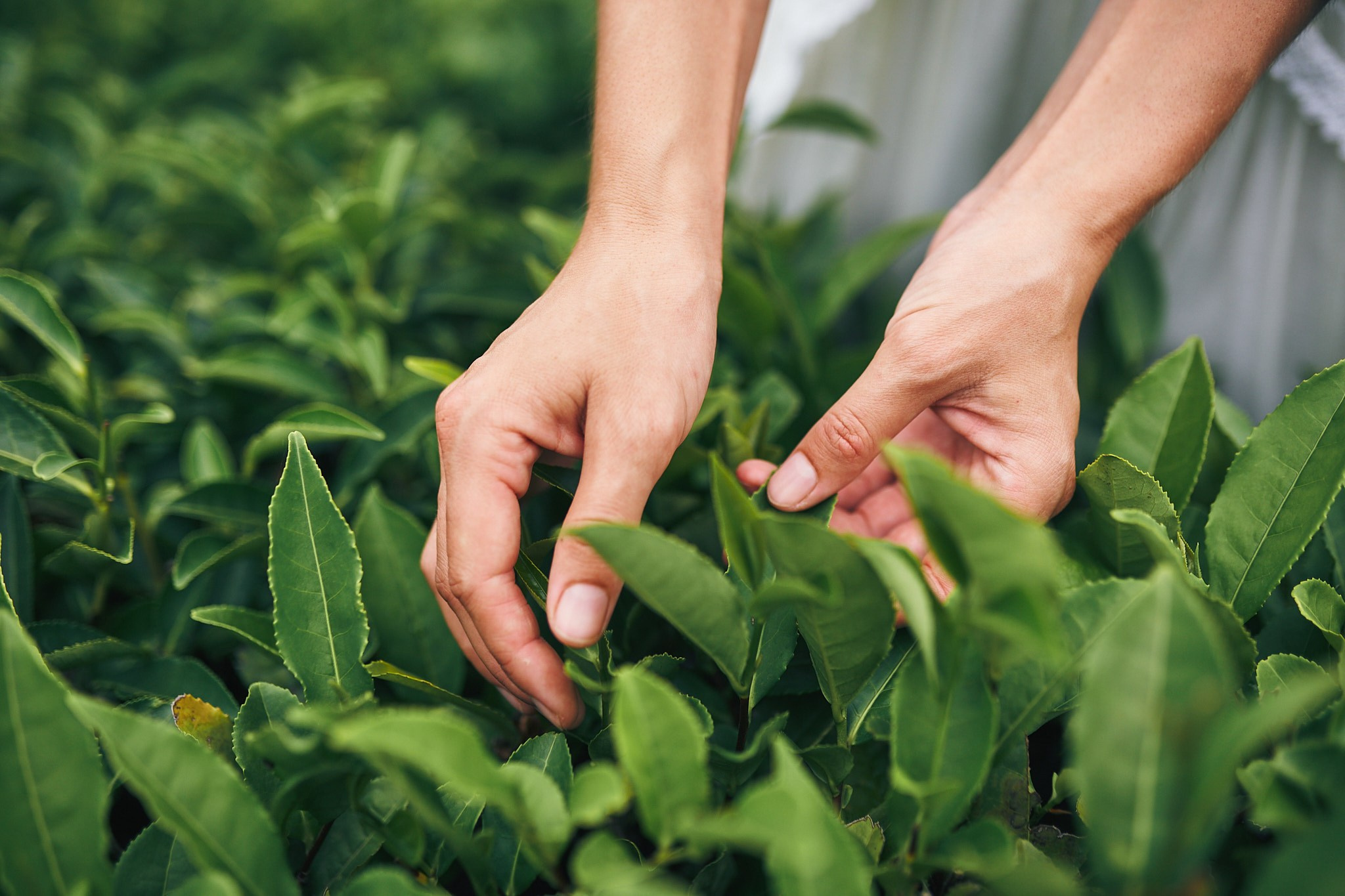 Чайные плантации. Фотограф в Сочи Катя Гончарова