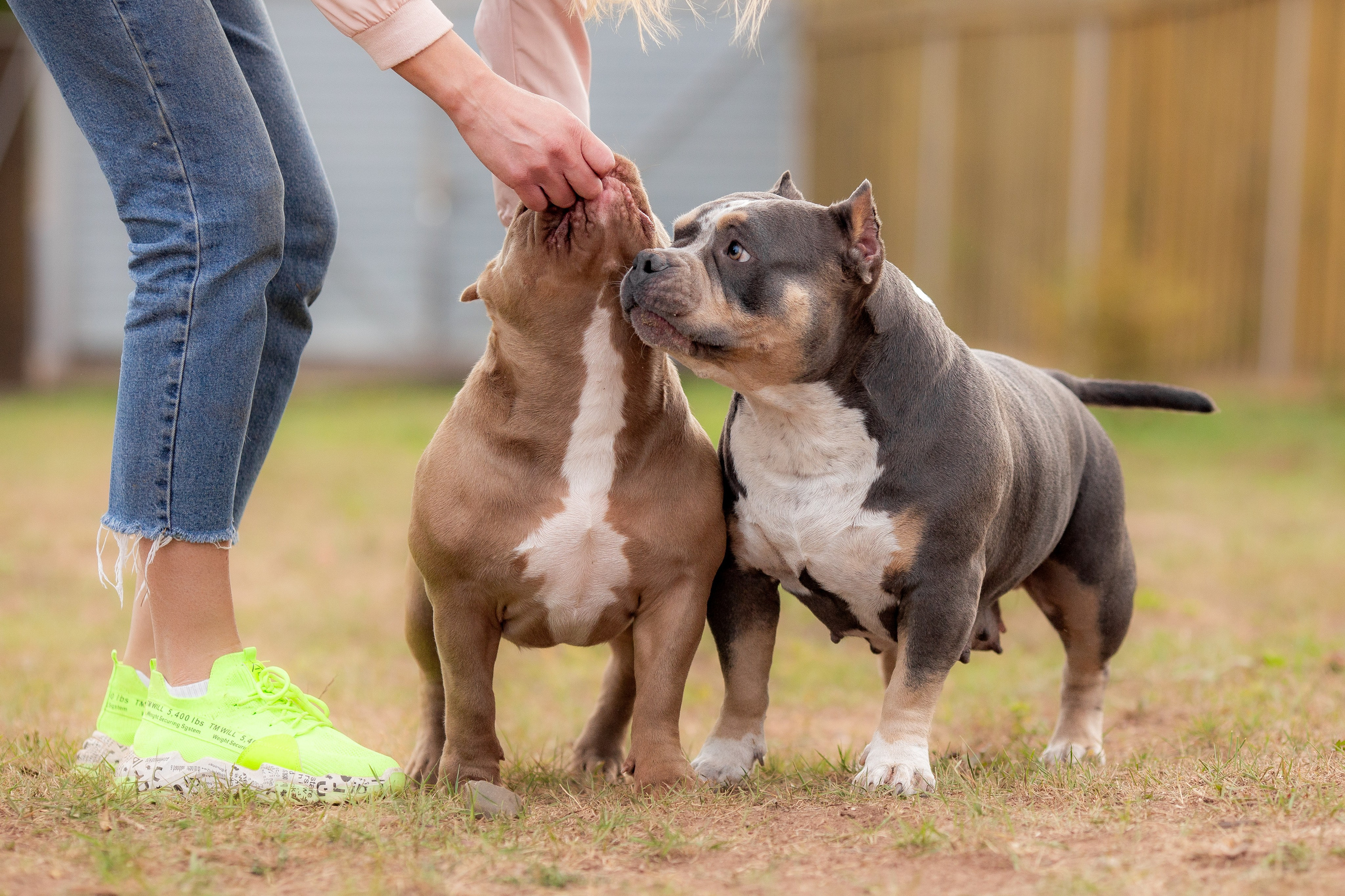 Наталья и булли. Фотограф Анималист в Перми Анастасия Остерман
