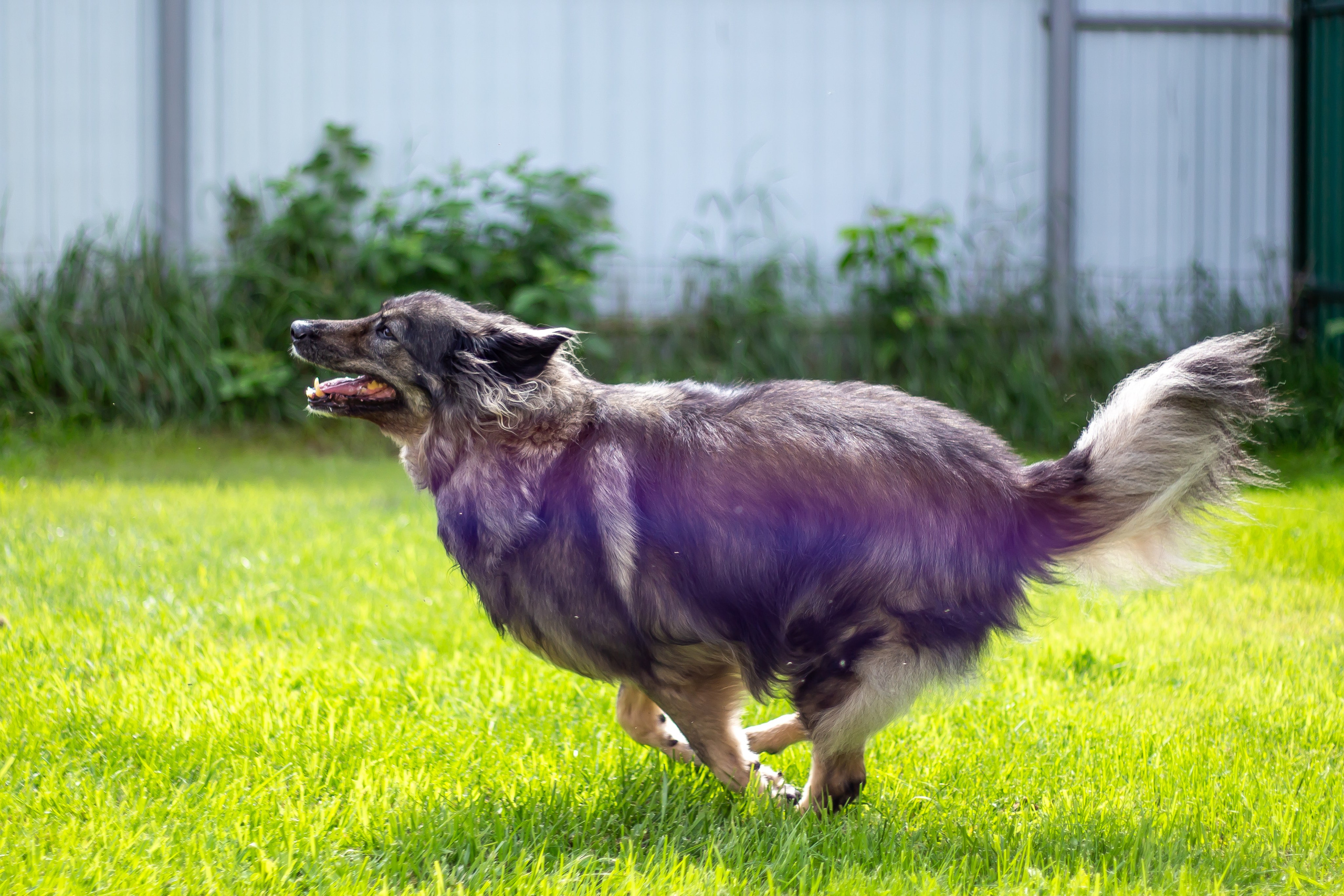 Собачья жизнь — Зоогостиница «Счастливые мечтатели». Фотограф • Орехово-Зуево • Балашиха • TEFO