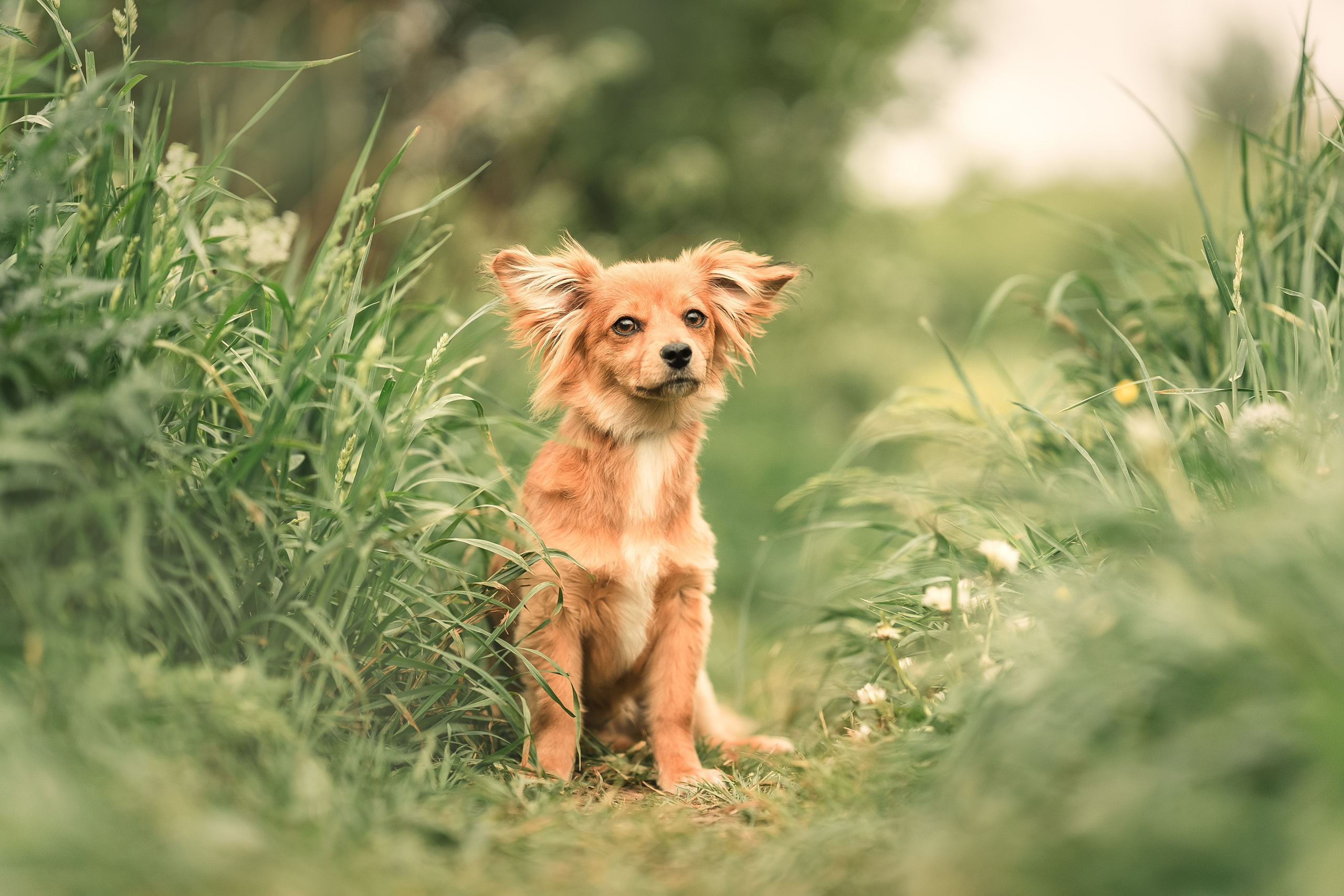 Фотограф-анималист г. Москва