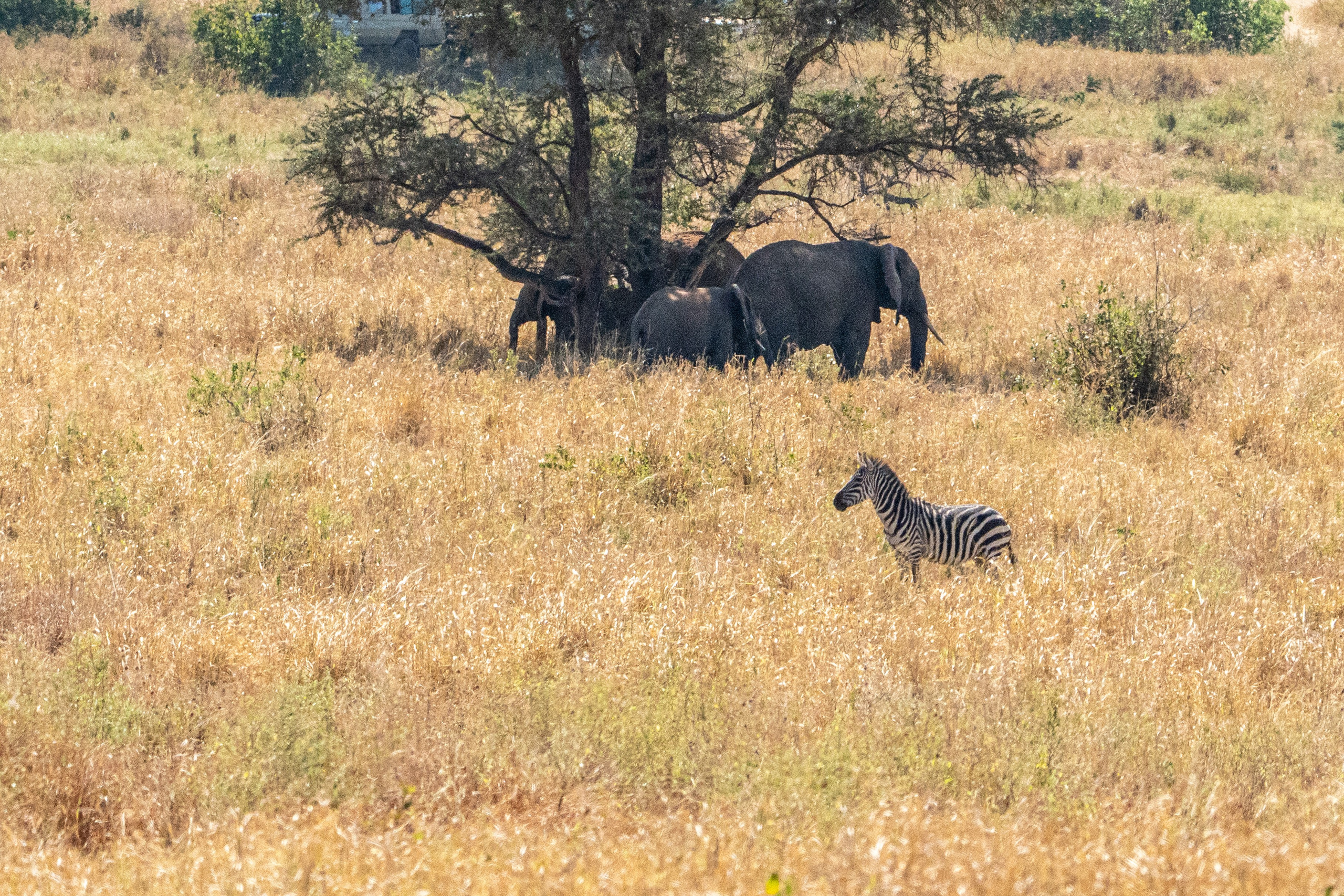 Танзания, сафари, 2025. Творческие сьемки