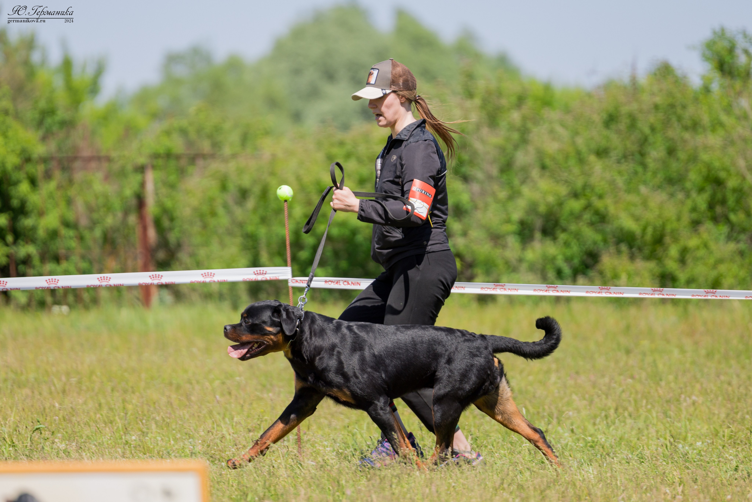 Воронеж моно ротвейлеров 25-26.05.2024. Фотограф-анималист Юлия Германика