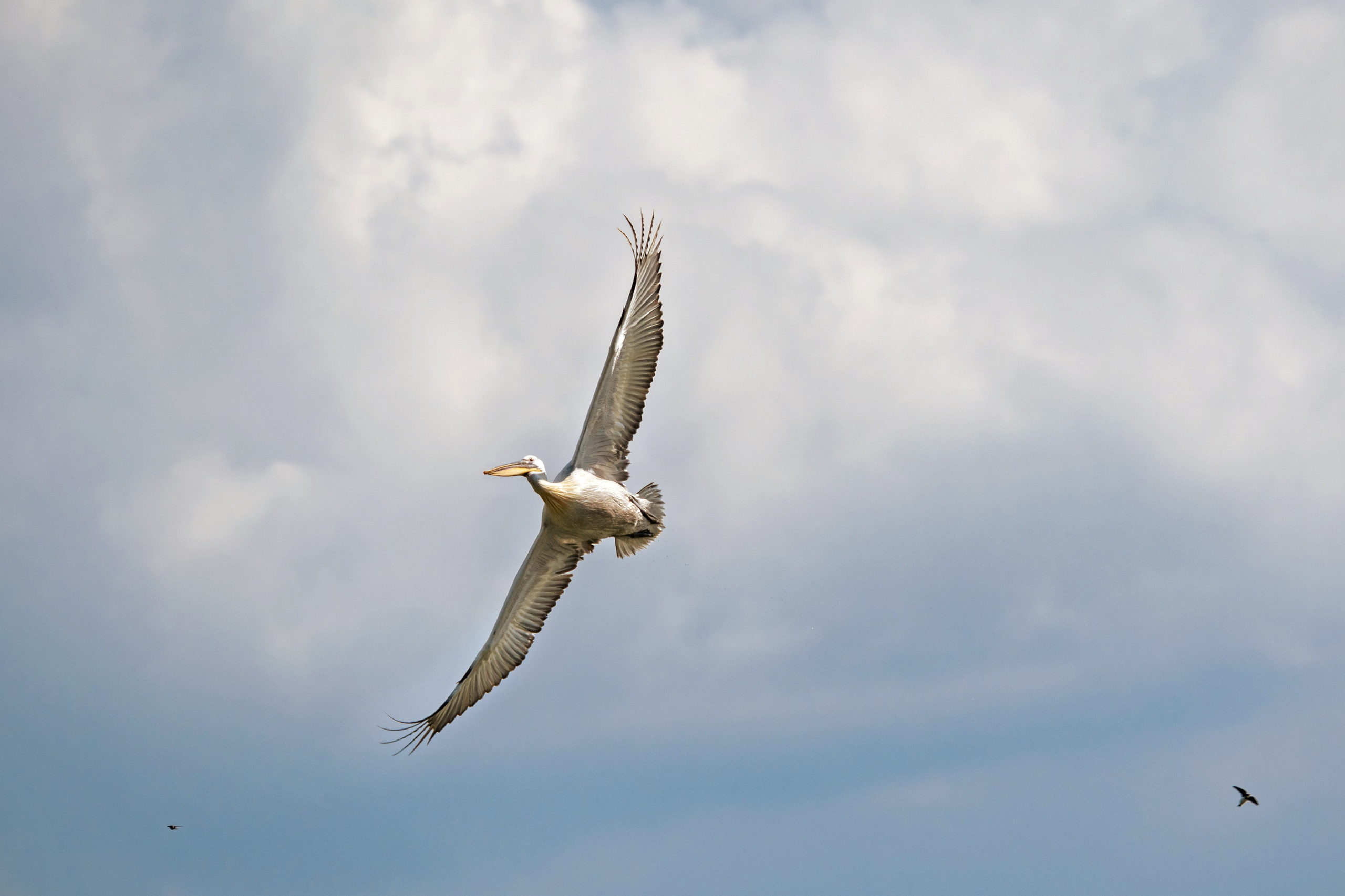 Фотосъемка животных и птиц. Интерьерный и архитектурный фотограф в Москве Панова Ольга