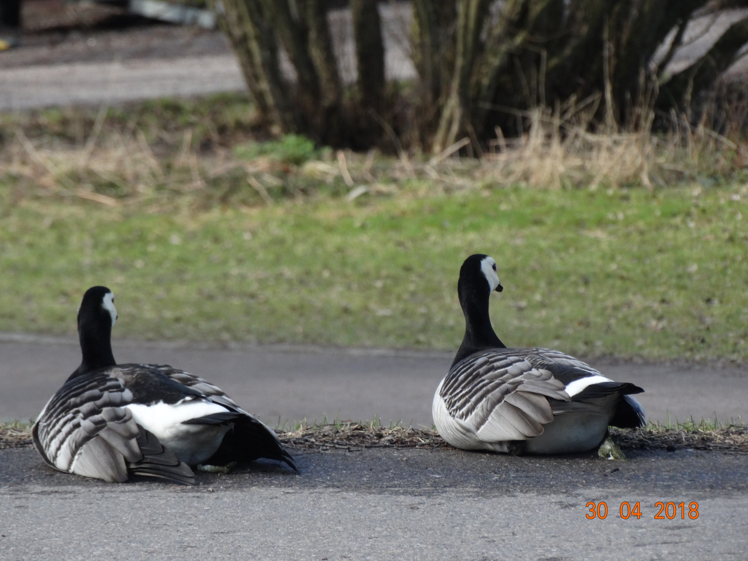 Хельсинки -18. Своя Мастерская