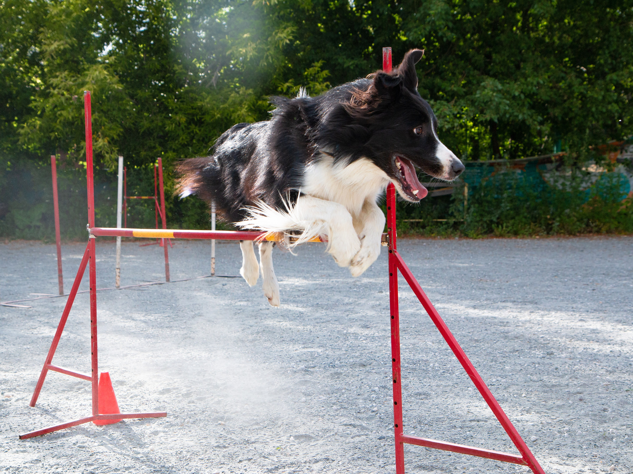 Фотосъёмка животных. Предметный и репортажный фотограф Алексей Кротов