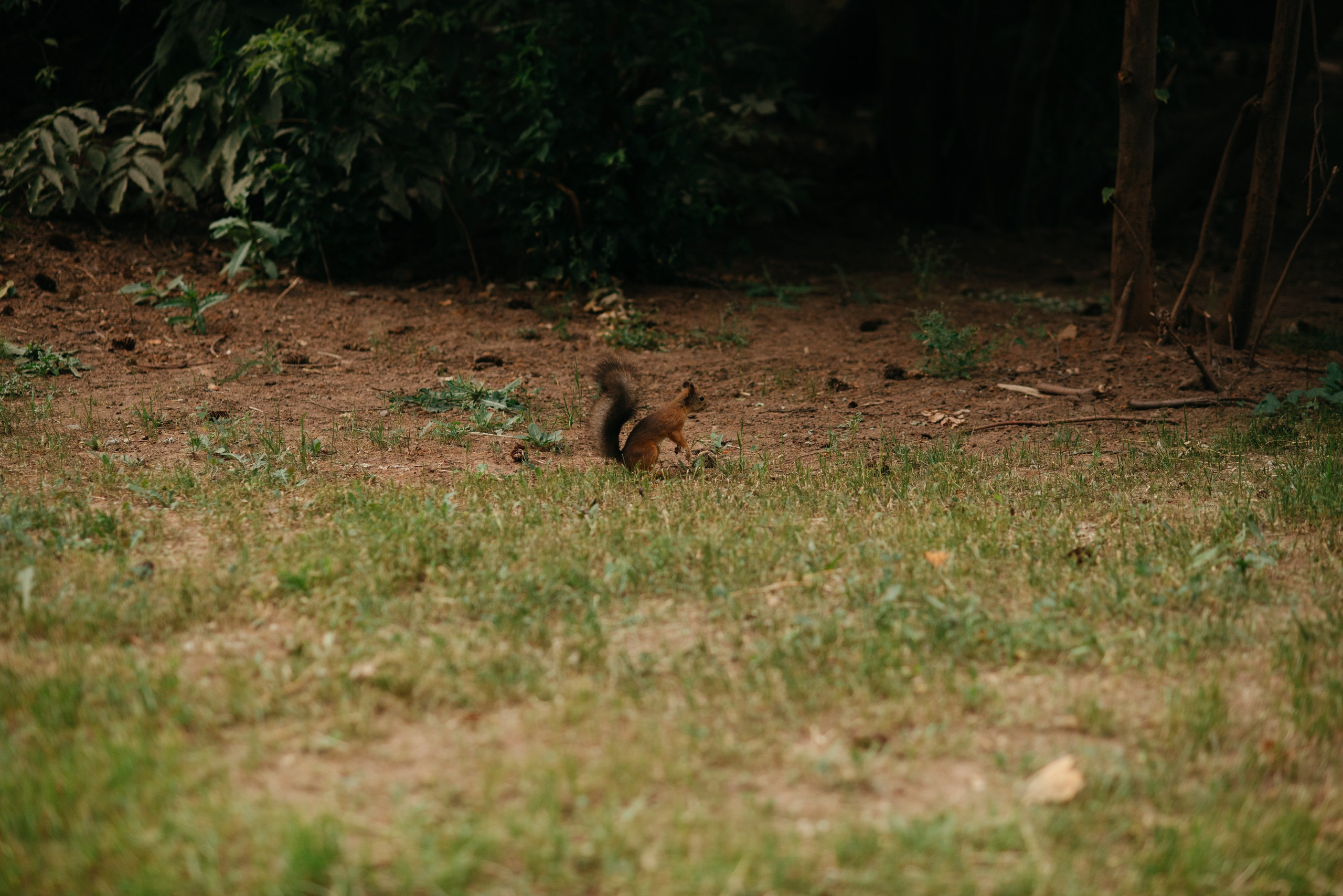 Парк Тишино. Свадебный фотограф Ижевск Петр Шишков