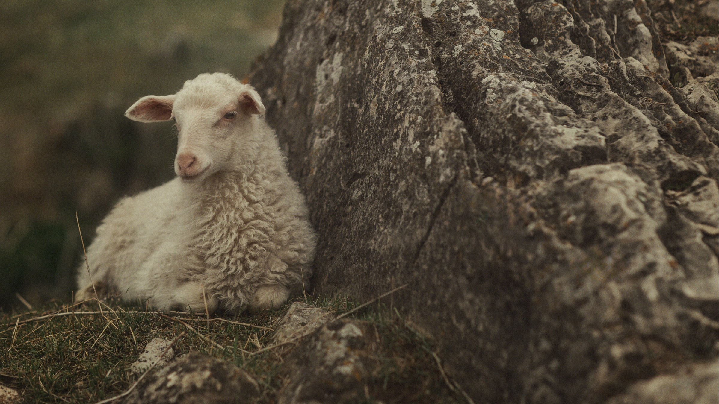 Пастырь добрый. Фотограф и режиссер Сергей Спирин. Москва