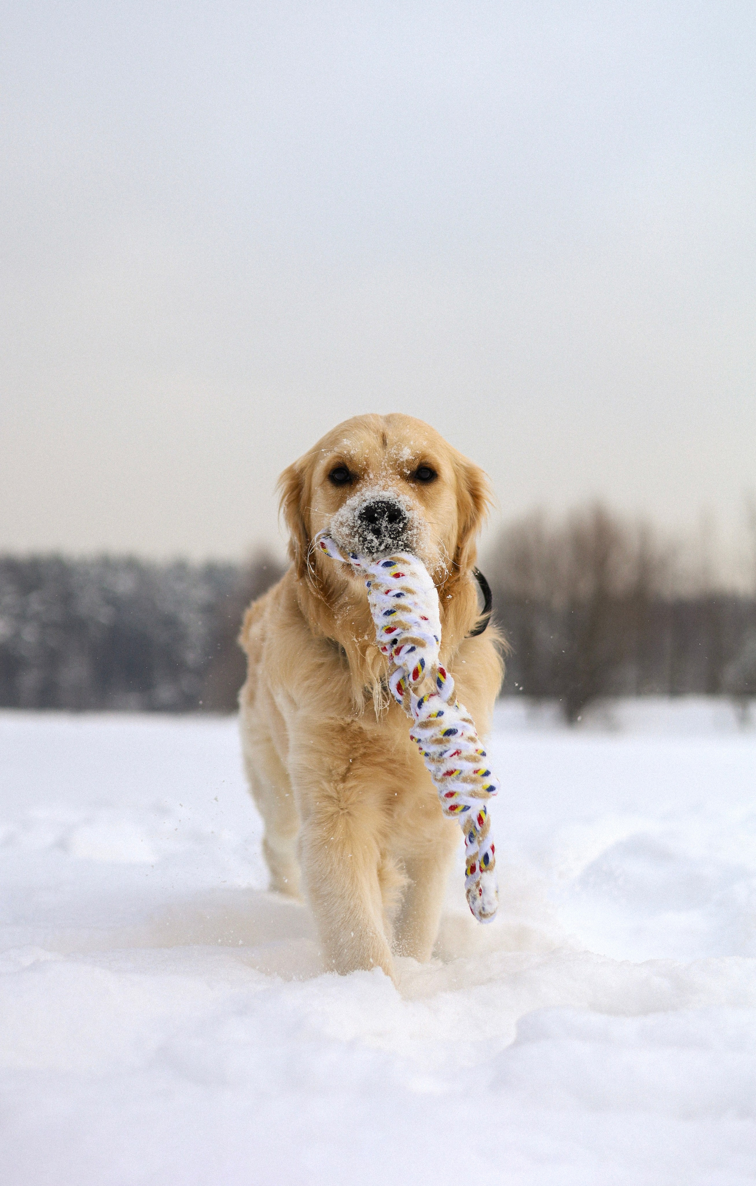 Стивен, Лена и Миша. Фотограф-анималист Ксения Шевцова|Москва