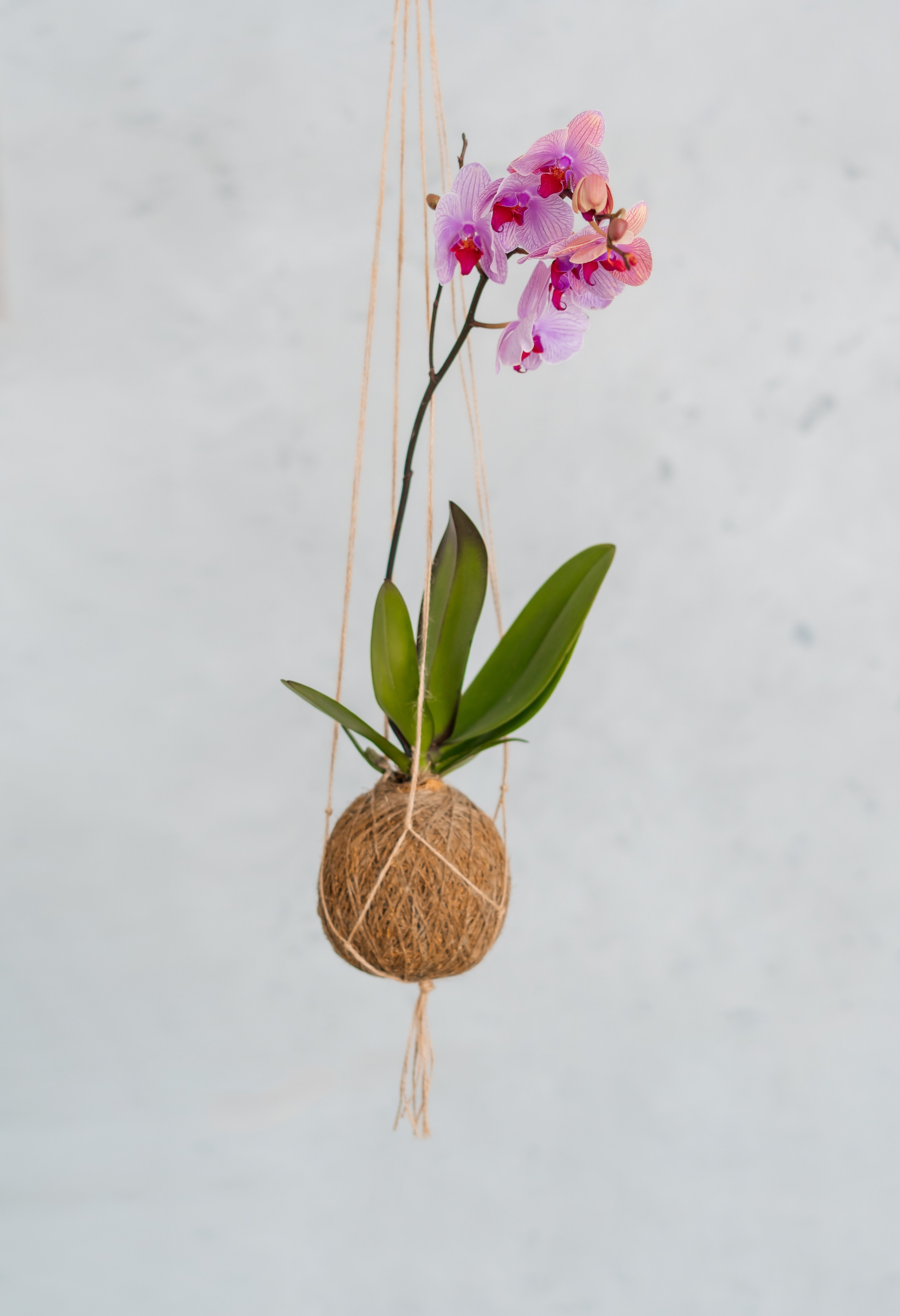 Анна. Фитодизайн. Семейный и женский фотограф. Видеомейкер в Новосибирске