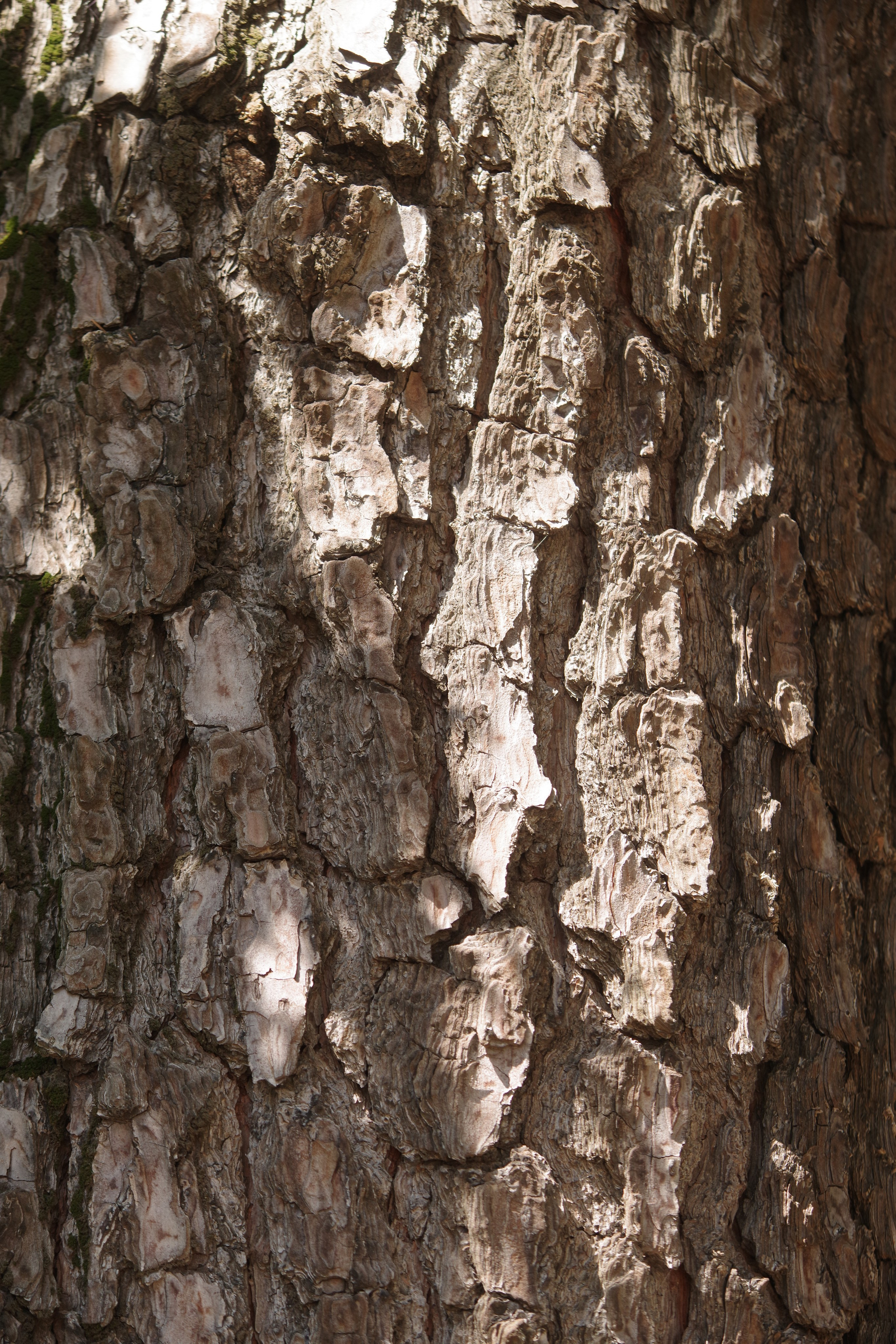 Батуми с ლილე. Портретный фотограф Денис Милютин