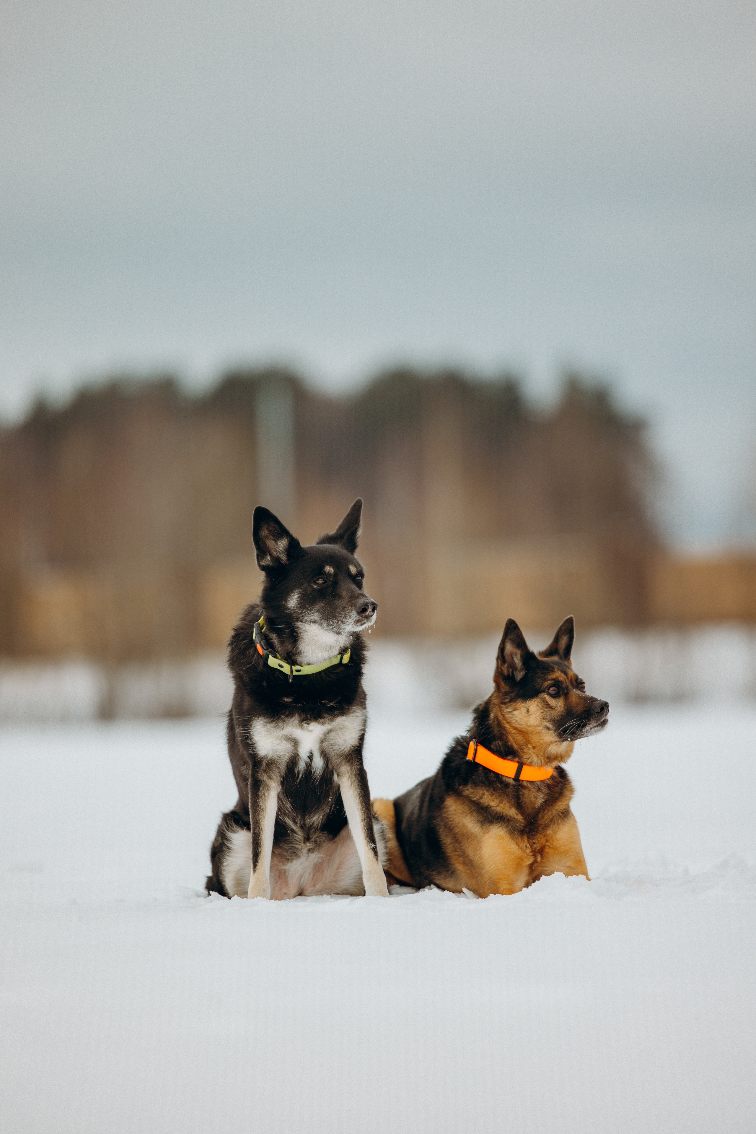 Ника, Матиша и Герда. Фотограф-анималист в Москве Лера Черноног